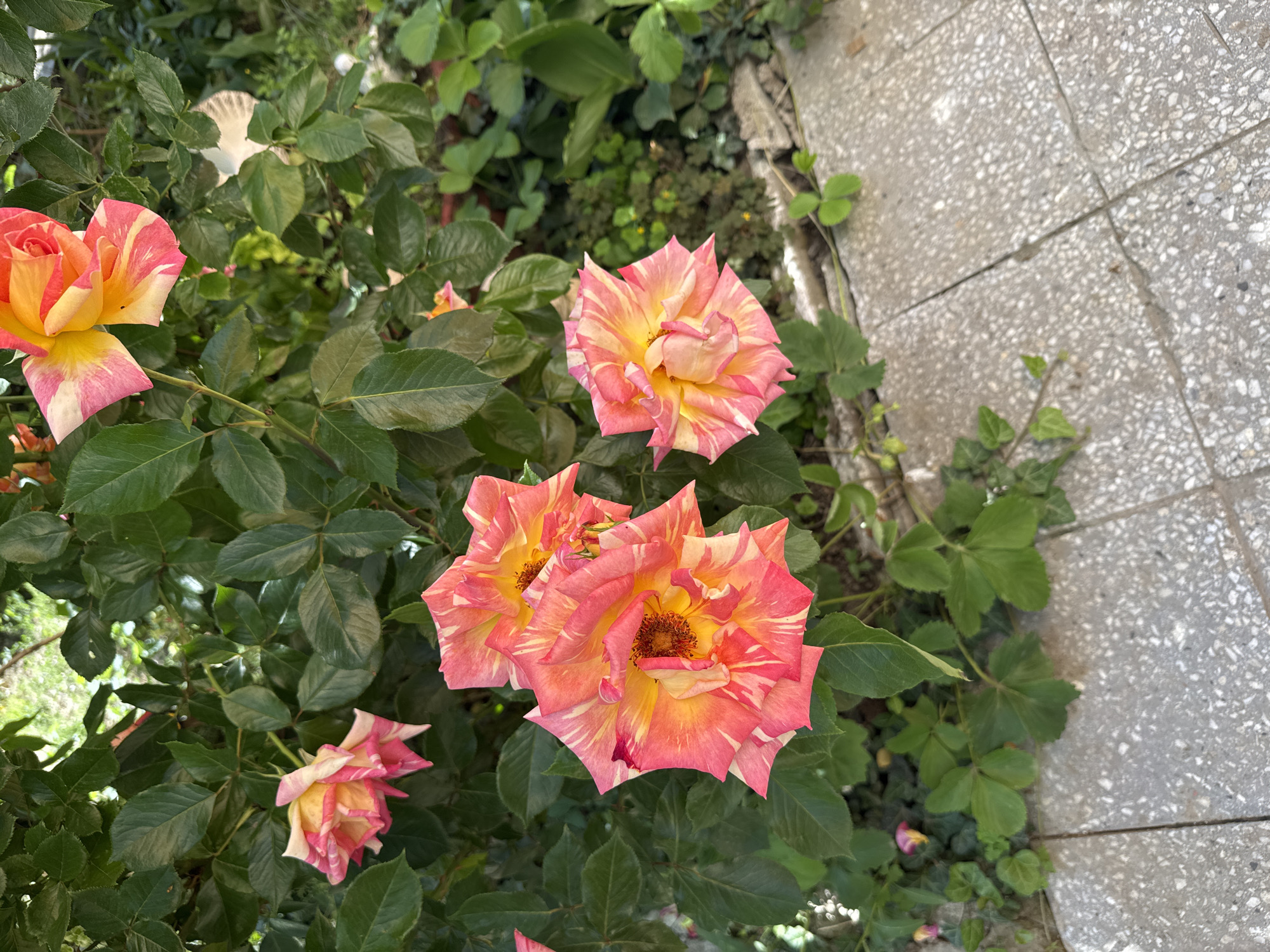 The image presents a cluster of roses with variegated petals of pink, yellow, and cream hues, surrounded by dark green foliage. The roses are in various stages of bloom. Adjacent to the rose bush is a paved surface composed of gray concrete tiles with visible joints and some small weeds. The location is not discernable from the image. The city of Butan, Bulgaria is not discernable from the image.
