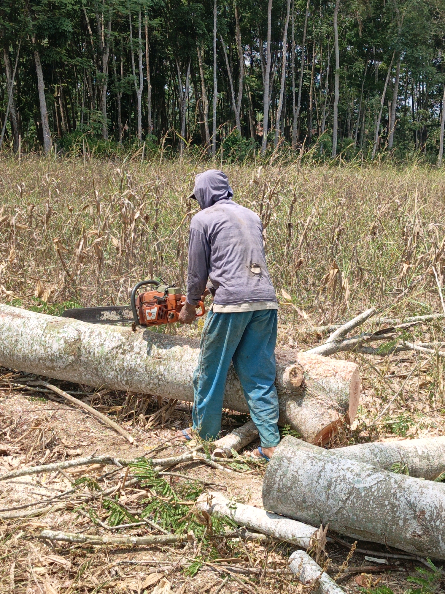 A person wearing a grey hooded shirt and blue pants is using a bright orange chainsaw to cut a large, light-colored log in a clearing. The log is resting on the ground, and sawdust is visible around the cut. Behind the person, a dense forest with tall, slender trees is visible. The foreground and middle ground are covered with dry, tall grass and scattered branches, suggesting a rural or agricultural area. The image appears to be taken during the daytime, with ample sunlight. The scene is consistent with forestry or logging activities in a tropical environment.