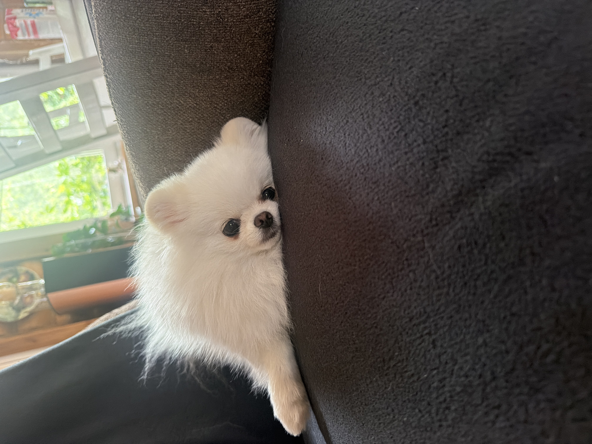 A white Pomeranian dog is lying on a dark sofa. The dog's head is resting on the sofa cushion, and its eyes are open, looking towards the camera. The dog's body is stretched out, with its front paws extended. The sofa is dark brown and appears to be made of a textured fabric. In the background, there is a window with sunlight streaming through, illuminating the room. The window overlooks a green, leafy outdoor area, likely a garden or park, suggesting a residential setting possibly in or around the city of Вишняково, Russia. There are no people visible in the image, and the overall atmosphere is calm and relaxed.