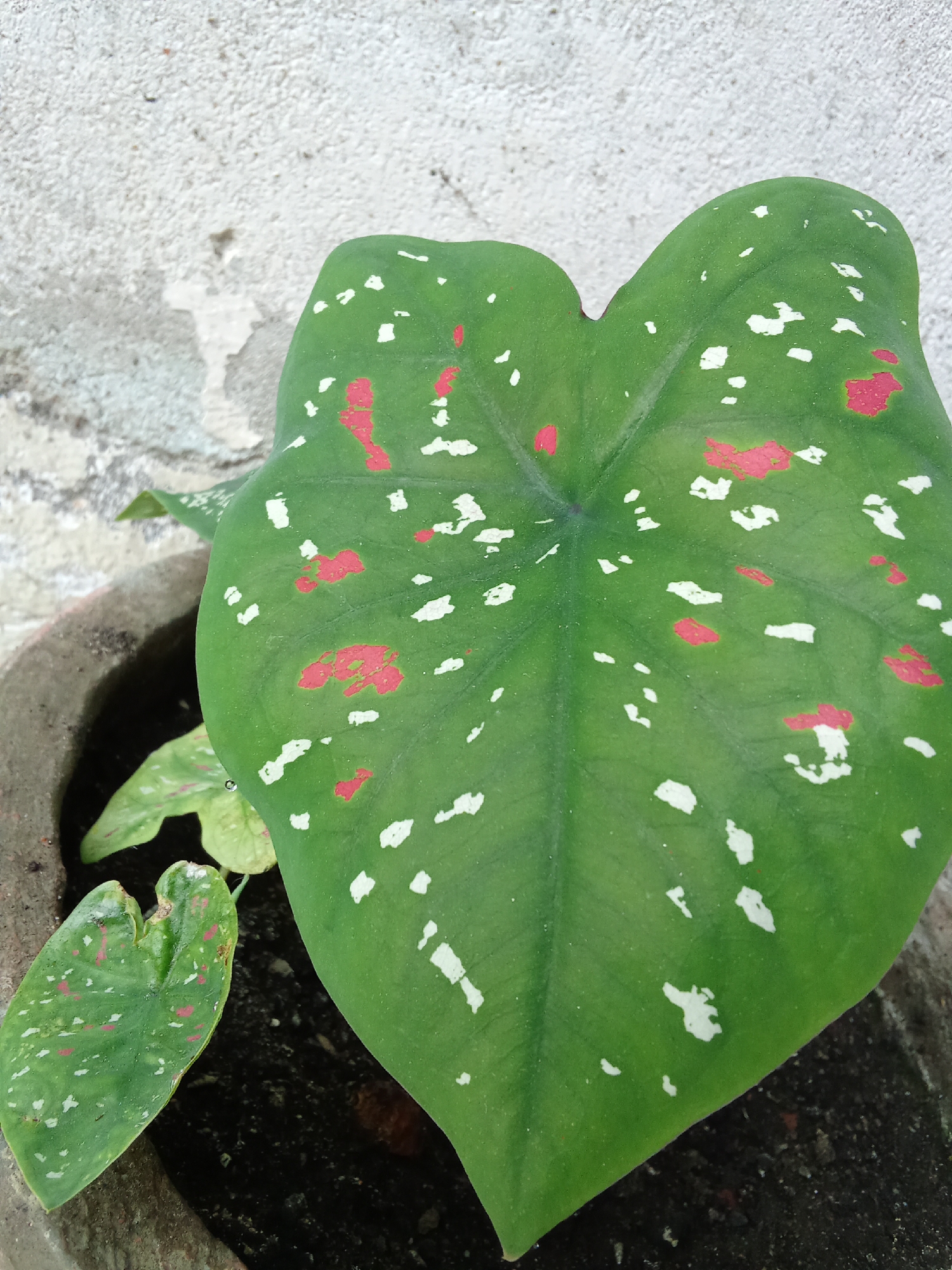 A close-up, high-angle shot shows a large, heart-shaped green leaf with irregular red and white splotches. The leaf is part of a plant potted in a rough, grey, circular pot, which is visible in the lower left and right corners. Behind the leaf, a textured, light-colored wall with chipped paint can be seen. The overall scene suggests an outdoor setting, possibly a garden or patio, within Tanah Mas, Indonesia. No people are present, and no specific actions are depicted.