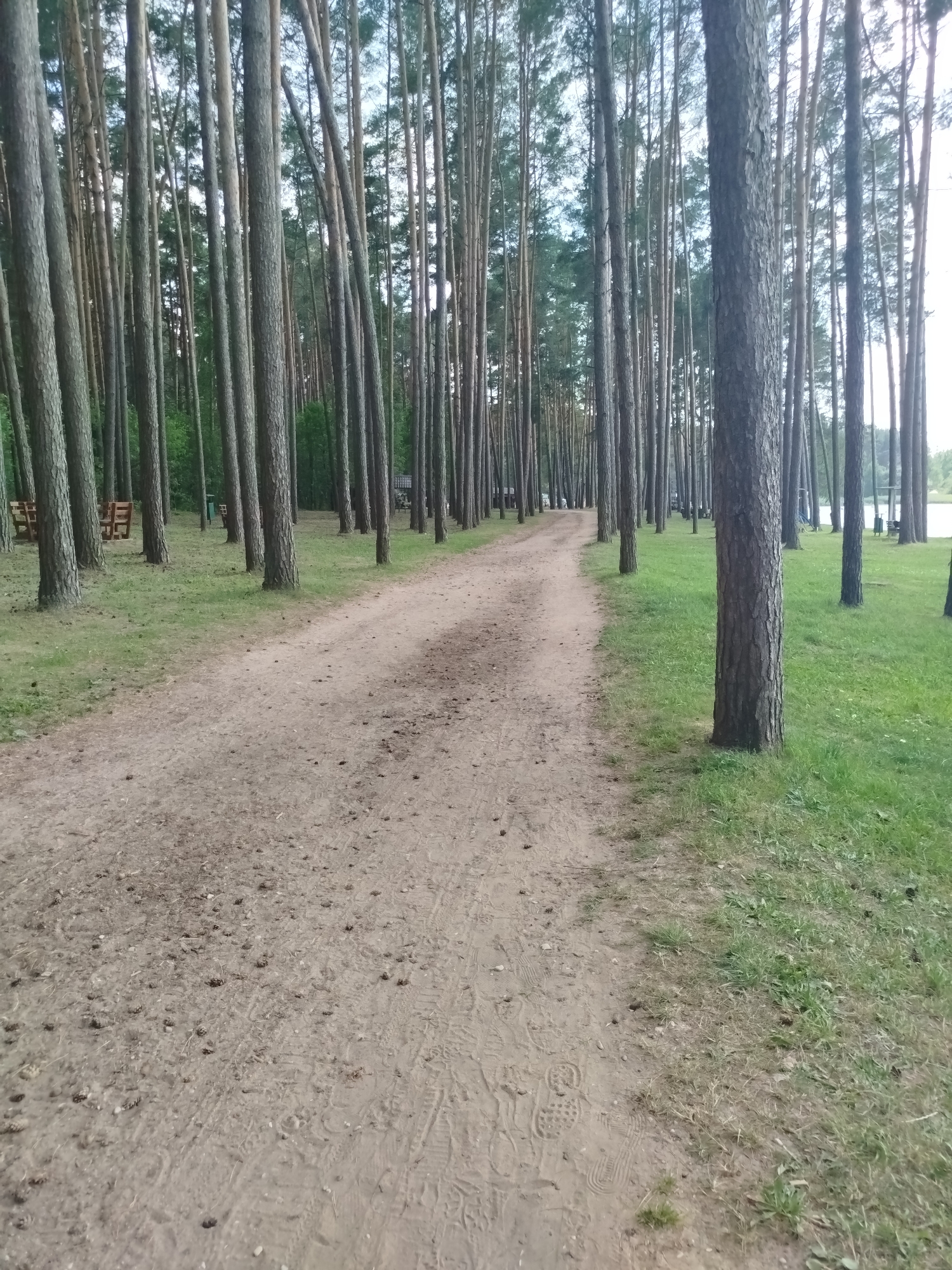 The image depicts a sandy path winding through a pine forest. The path is lined with tall, slender pine trees on both sides, creating a dense canopy that filters the light. The ground on the path is a light brown sand, scattered with pine cones and needles. To the left of the path, there are wooden benches and what appears to be a trash receptacle. To the right of the path, lush green grass grows, also dotted with pine cones. In the distance, through the trees on the right, a body of water is visible, suggesting the forest is near a lake or river. The sky is overcast, hinting at a cloudy or perhaps early evening time of day. There are no people or animals visible in the image. The scene evokes a sense of tranquility and natural beauty, commonly found in recreational forest areas. No text is visible in the image.
