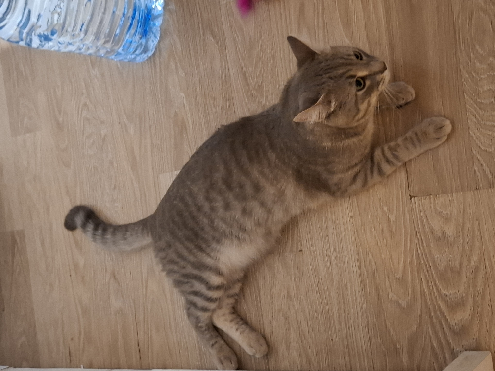 A domestic shorthair cat, with grey tabby markings, is lying on a light-colored wooden floor. The cat is positioned in the center of the frame, with its body stretched out. Its tail curves upwards and slightly to the left. The cat's head is turned to the right, and its eyes are looking downwards. To the right of the cat, partially visible, is a clear plastic water bottle with blue liquid. The environment appears to be indoors, possibly a residential setting, with the wooden floor suggesting a room. There is no discernible indication of a specific location within Zemun Urban Municipality, Serbia, based solely on the visual information provided in the image.