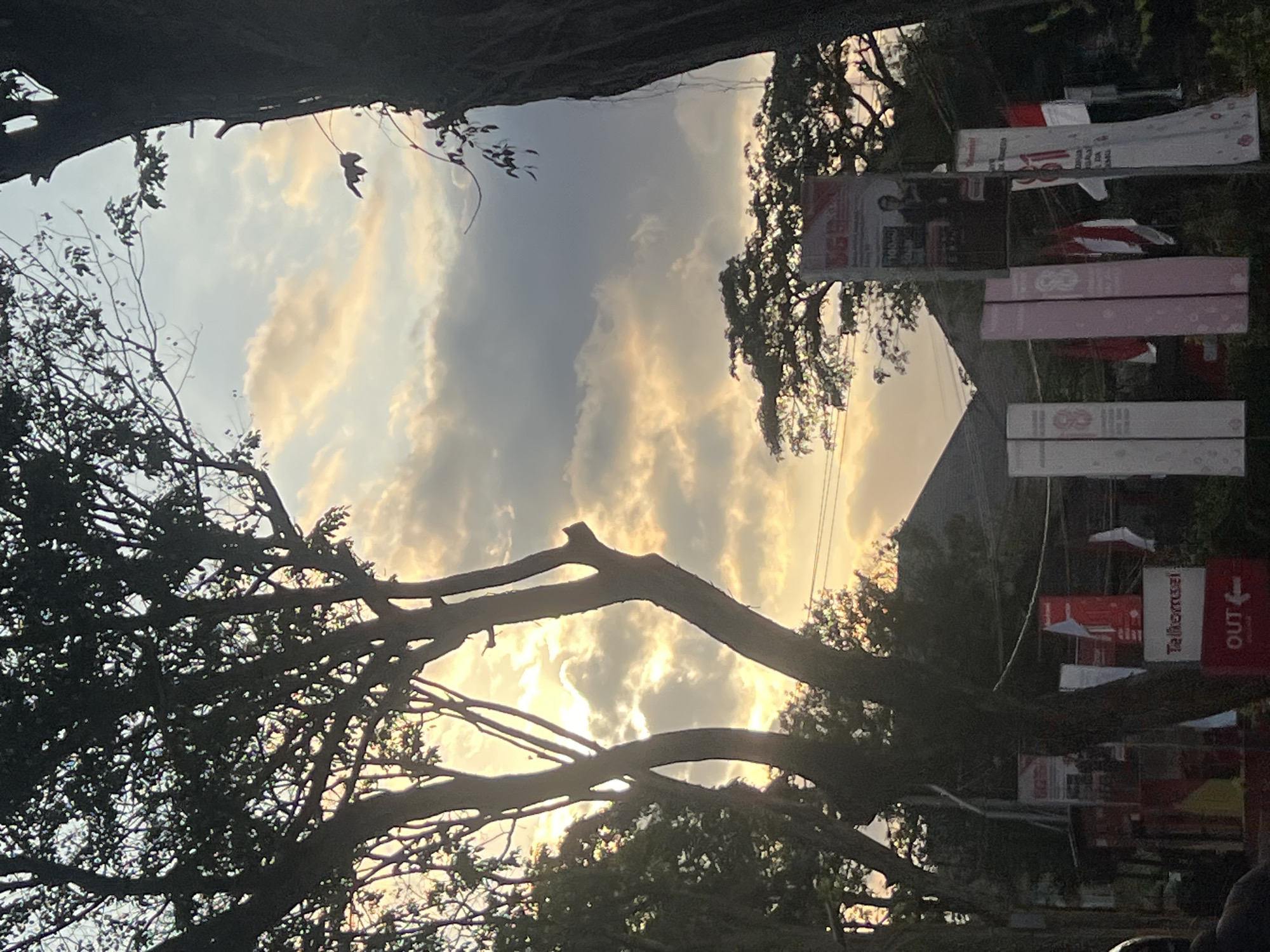 The image depicts a street scene at dusk in Denpasar, Indonesia, with the sky filled with a mix of dark and light clouds illuminated by the setting sun. Silhouetted trees frame the view, with their branches reaching towards the sky. In the foreground and mid-ground, there are several banners and flags displayed, some bearing text and images, suggesting a public event or celebration. A large tree trunk is visible on the right side, and a smaller tree with intricate branches is on the left. In the background, buildings and more trees are visible, partially obscured by the foliage and banners. The overall atmosphere is calm and serene, with the warm hues of the sunset creating a peaceful ambiance. The presence of Indonesian flags indicates a patriotic occasion.