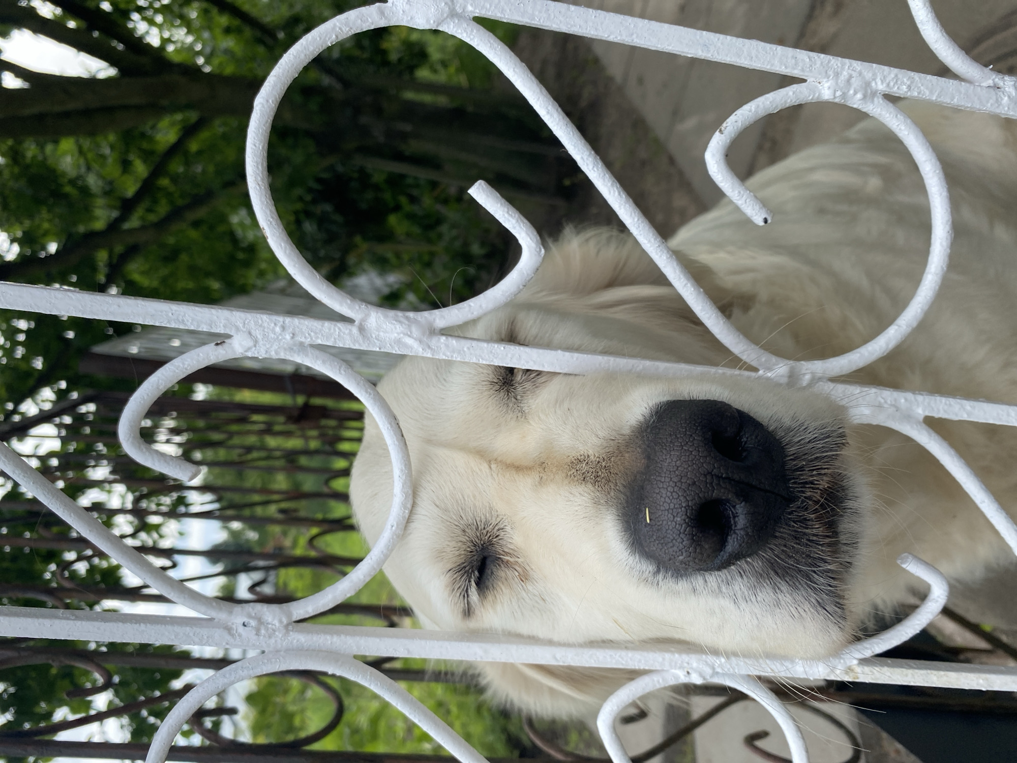 A close-up, tilted shot shows a white dog sleeping behind a white, decorative metal fence. The dog's face is partially obscured by the fence, with its closed eyes and dark nose prominently visible. The dog appears to be a golden retriever or a similar breed. The background is blurred, showing green foliage and hints of daylight, suggesting an outdoor setting. The metal fence has ornate scrollwork. The dog's fur is soft and white, with some darker markings around its eyes and nose. The overall impression is one of peaceful rest in an outdoor environment. The image was taken in Wielka Wieś, Poland.
