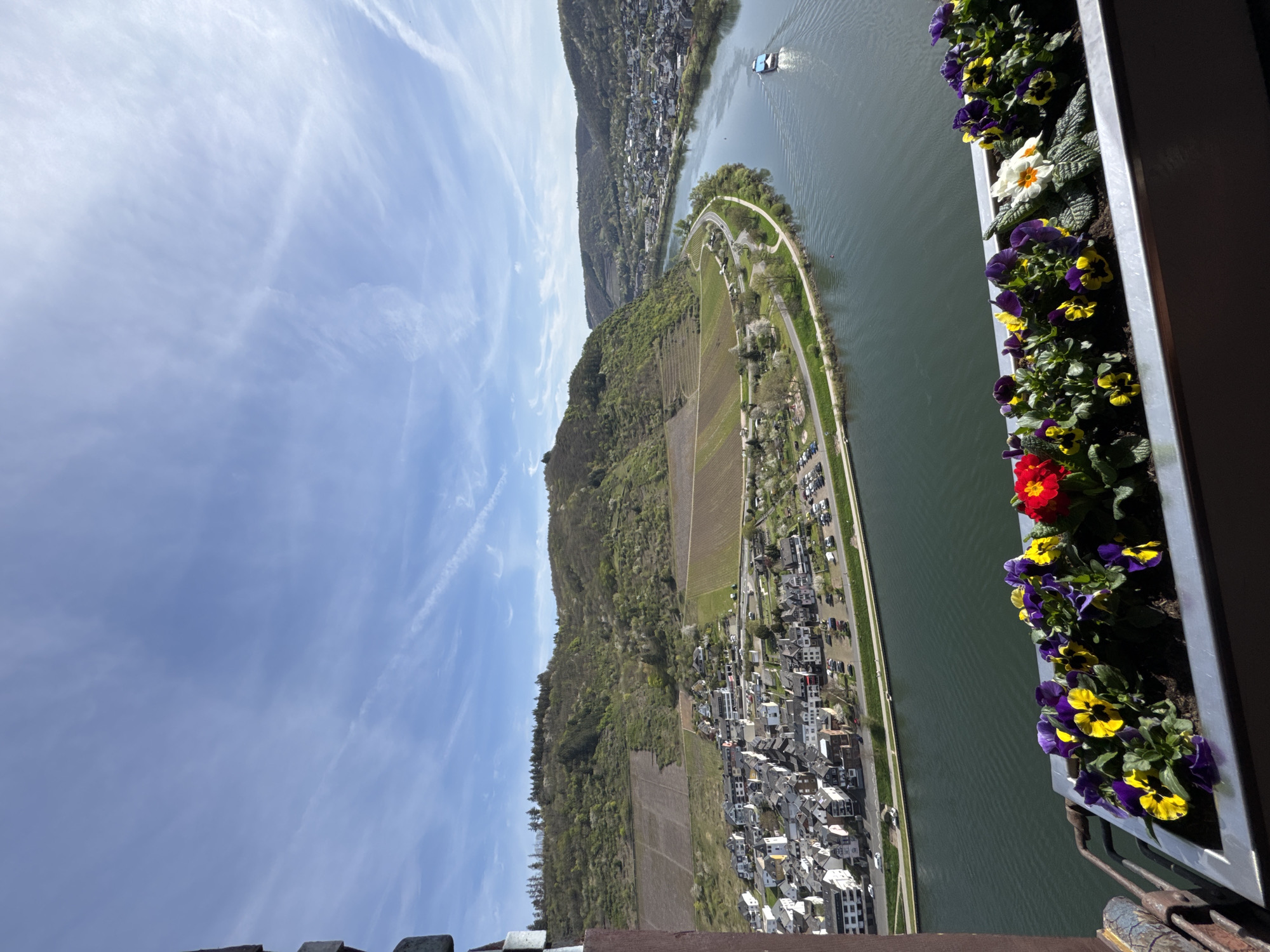 The image depicts a panoramic view from Cochem, Germany, featuring the Moselle River, a peninsula, and a cityscape. The perspective is likely from a high vantage point, possibly a tower or elevated building. In the foreground, a window box containing flowers in shades of yellow, purple, white, and red is visible. The Moselle River curves around a long peninsula with vineyards, buildings, and roads visible on it. A boat can be seen on the river. In the distance, the opposite bank of the river is lined with buildings. The sky is blue with wispy clouds. The time of day appears to be daytime, possibly late morning or early afternoon.