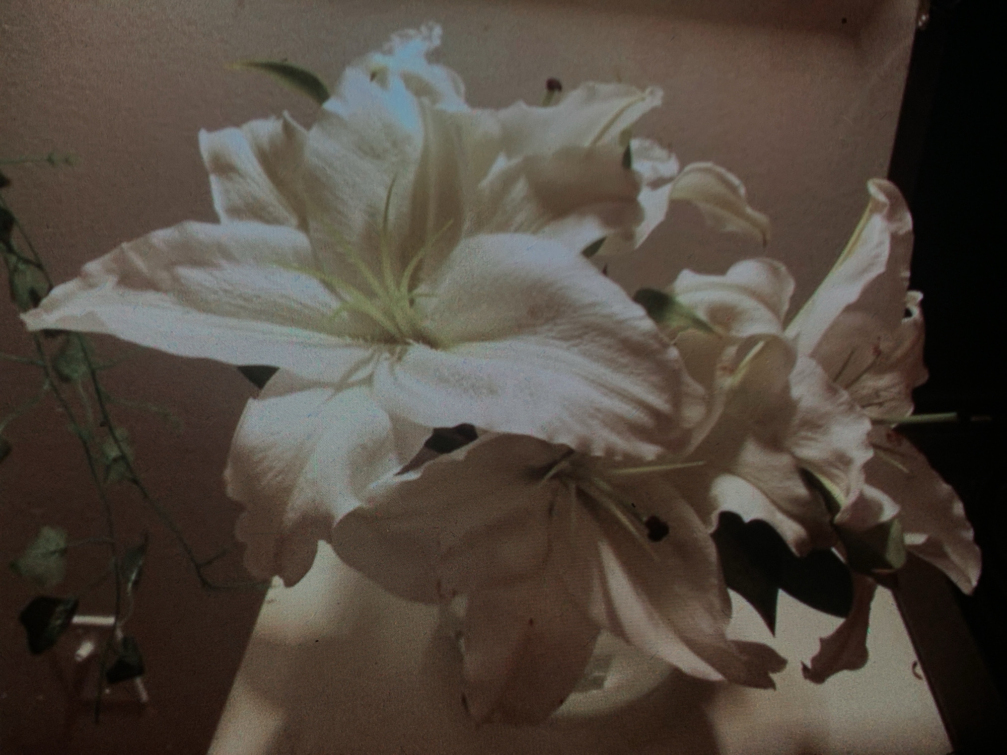 The image shows a close-up of a bouquet of white lilies. The lilies are large and fully bloomed, with delicate, ruffled petals. Some of the lilies are partially open, revealing their stamens. The flowers are arranged in a vase, which is mostly out of frame. The background is a soft, muted color, possibly a wall or fabric. A dark shadow falls across the right side of the image. There are no people or any other discernible objects in the scene. The image appears to be a still life photograph. There is no indication of the location being in Nizhny Tagil, Russia or any specific city.