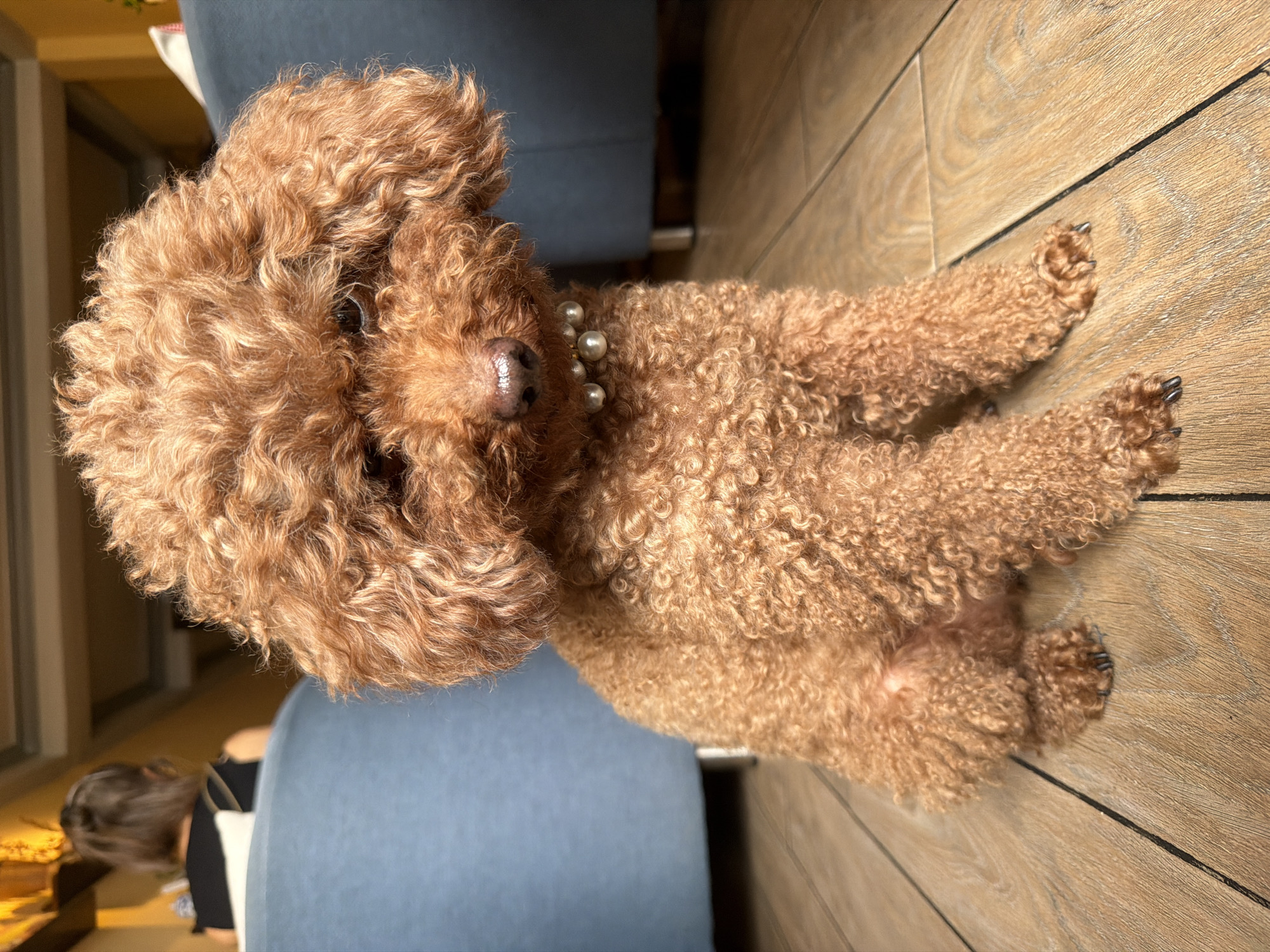 A fluffy, light brown poodle dog with a pearl necklace is sitting on a wooden floor. The dog's fur is tightly curled. In the background, a person with dark hair is visible from behind, wearing a black top, sitting on a blue armchair. The scene appears to be indoors, with warm lighting. The location is not discernable from the image itself, but if it were in Cam Ly - Da Lat, Vietnam, it might be a cafe or a home.