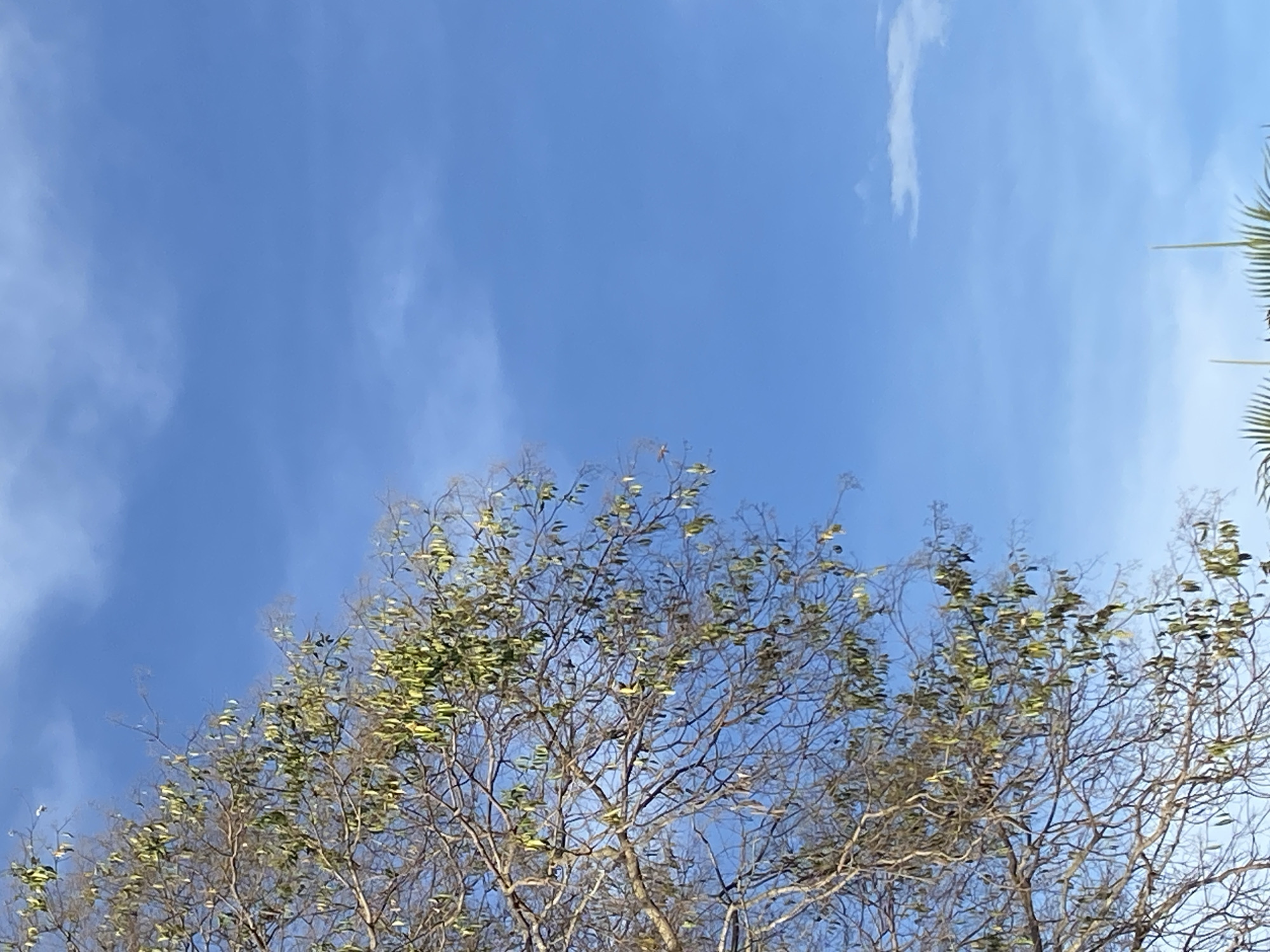 The image shows the sky with some light clouds and tree branches in the foreground. The blue sky fills most of the frame. The trees have light green leaves. The picture was taken in Tinaquillo, Venezuela.