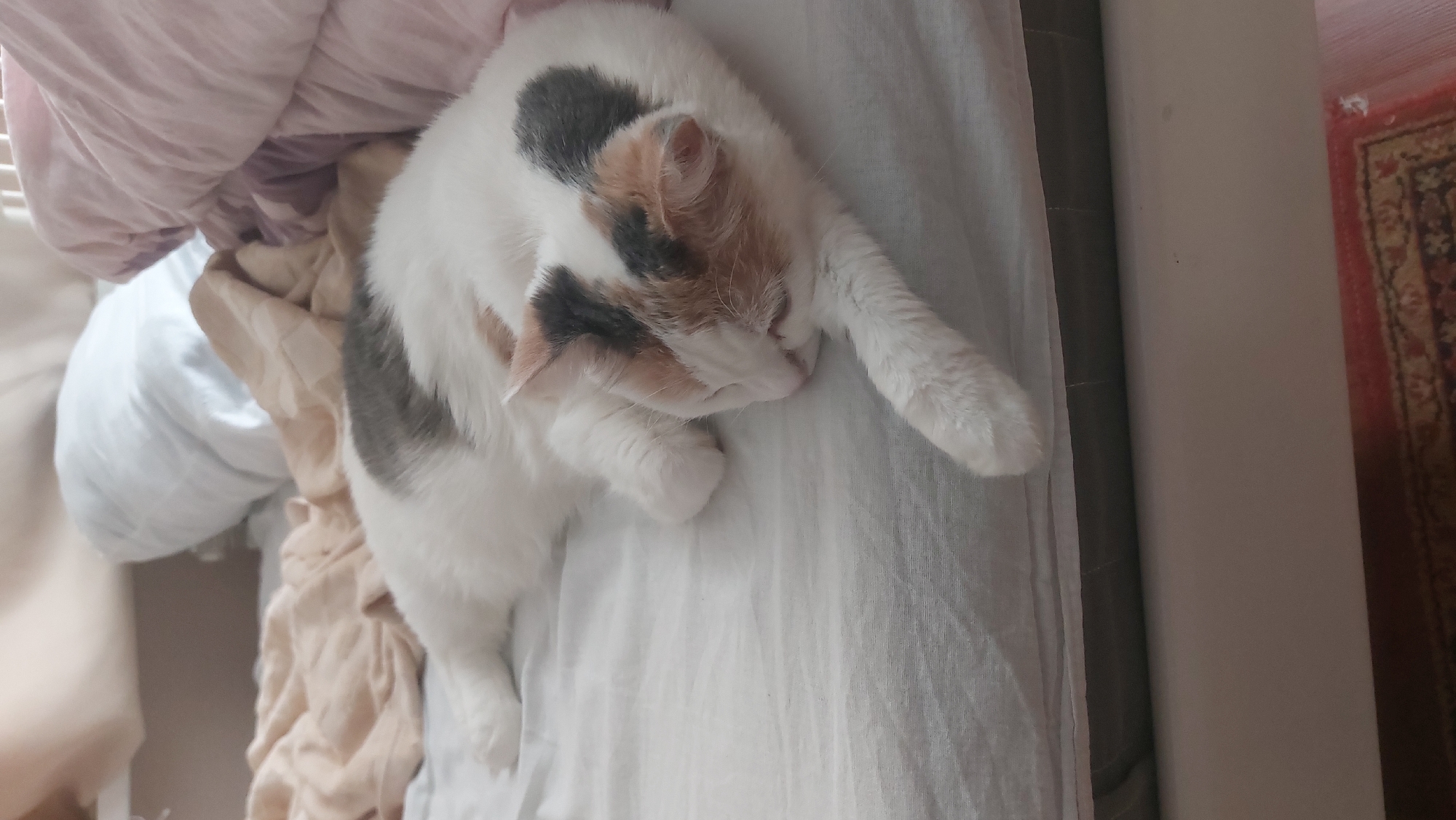 A calico cat is curled up asleep on a white bedsheet. The bed is partially covered with a light pink blanket and a tan-colored blanket. A wall is visible to the right of the frame, with a rug partially visible in the background. The location is not discernible from the image.