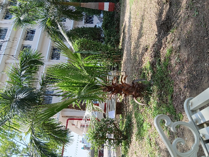 The image shows a view of a palm tree in the foreground. Behind the tree are a few white benches and a portion of a white building. The building is two stories tall and has windows on each floor. The building appears to be located in a park, and the surrounding ground is a mixture of grass and dirt. The location of the image is a park in the city of Dehradun, India, at coordinates 30.304, 78.017. There are no people visible in the image. The image is likely taken from a ground level perspective.