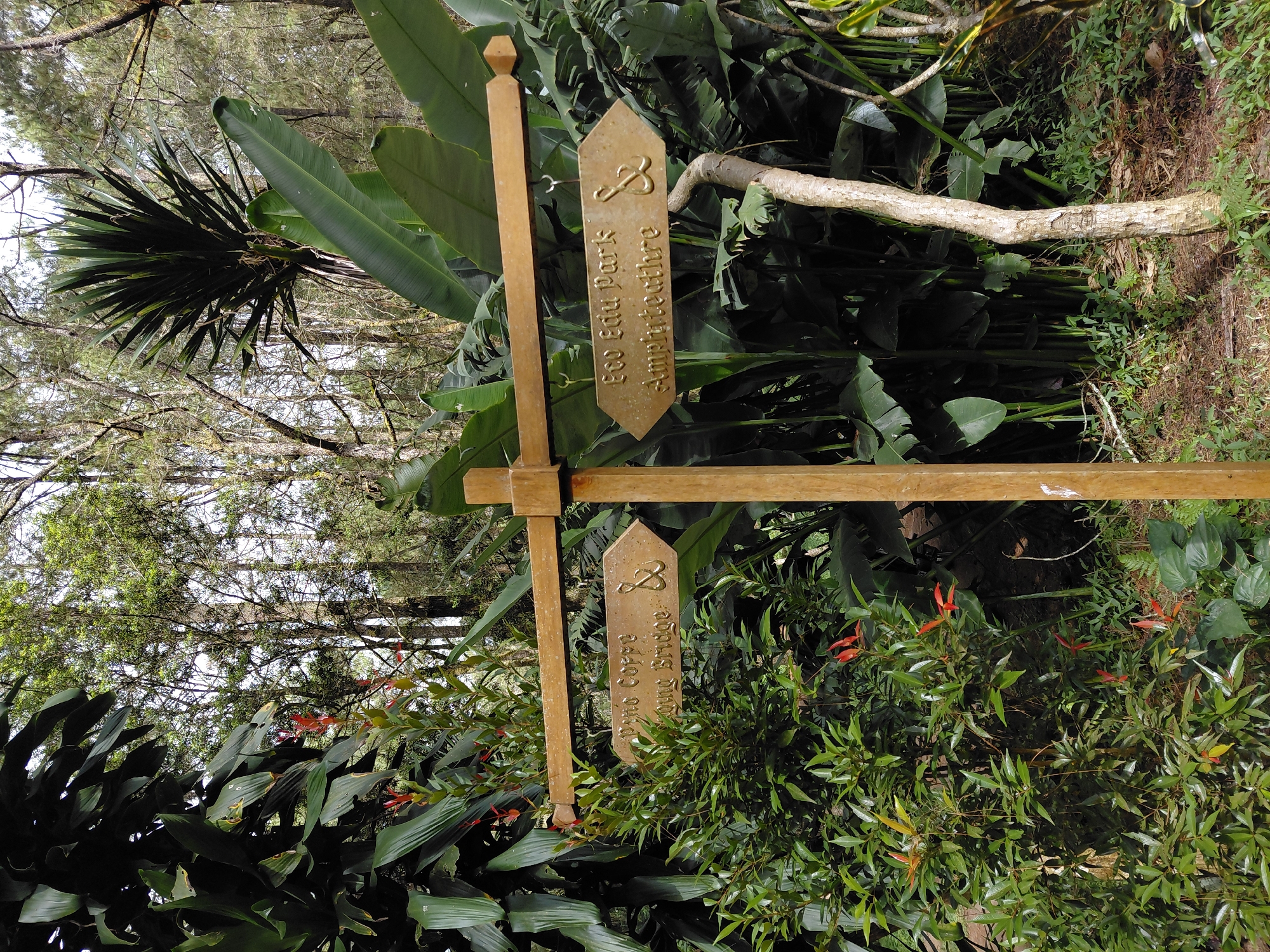 A wooden signpost stands in a lush, green forest. The signpost has two wooden arms, each with an arrow-shaped plaque attached. The left plaque points to the left and reads "Pino Corffe Stone Bridge". The right plaque points to the right and reads "Eco Edu Park Amphitheatre". The background is filled with dense foliage, including large tropical leaves and tall trees. Sunlight filters through the trees, creating dappled light on the ground. The signpost is made of weathered wood, and the writing on the plaques is embossed and gilded. The overall impression is one of a natural, serene environment, likely a park or nature reserve. The image was taken in Kintamani, Indonesia.