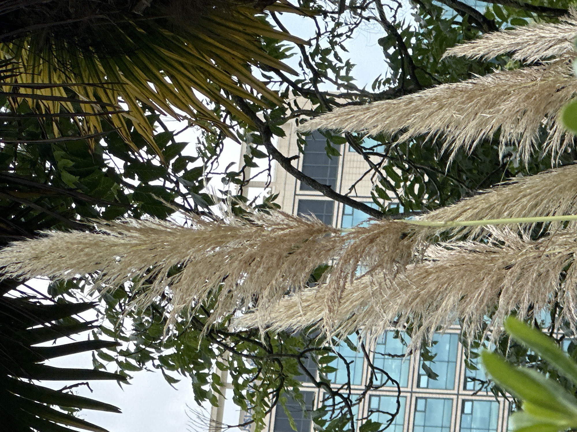 In Sochi, Russia, the image captures a close-up view of tall, fluffy pampas grass plumes in the foreground. Behind the grass, a modern building with a light-colored facade and blue-tinted windows is visible. The building appears to be multi-story and has a grid-like pattern of windows. Lush green foliage and palm fronds frame the scene, suggesting a garden or park setting adjacent to an urban area. The sky is overcast, contributing to a soft, diffused light. No people are present in the image.