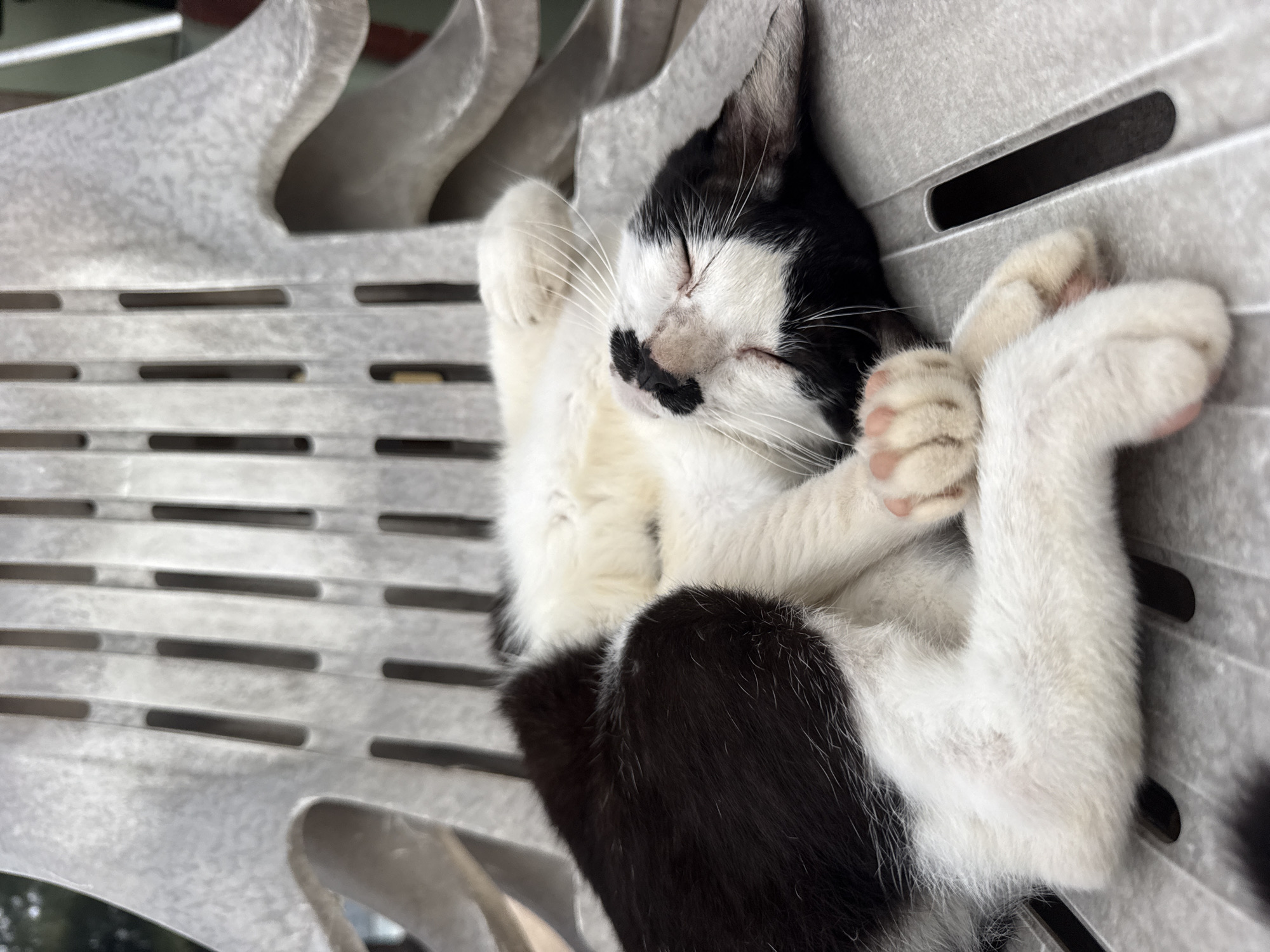 A black and white cat is sleeping on a gray plastic chair. The cat is lying on its back with its paws in the air. The chair has a slatted design. The background is blurred but appears to be outdoors with some greenery visible. This image was captured in Choeng Thale, Thailand.