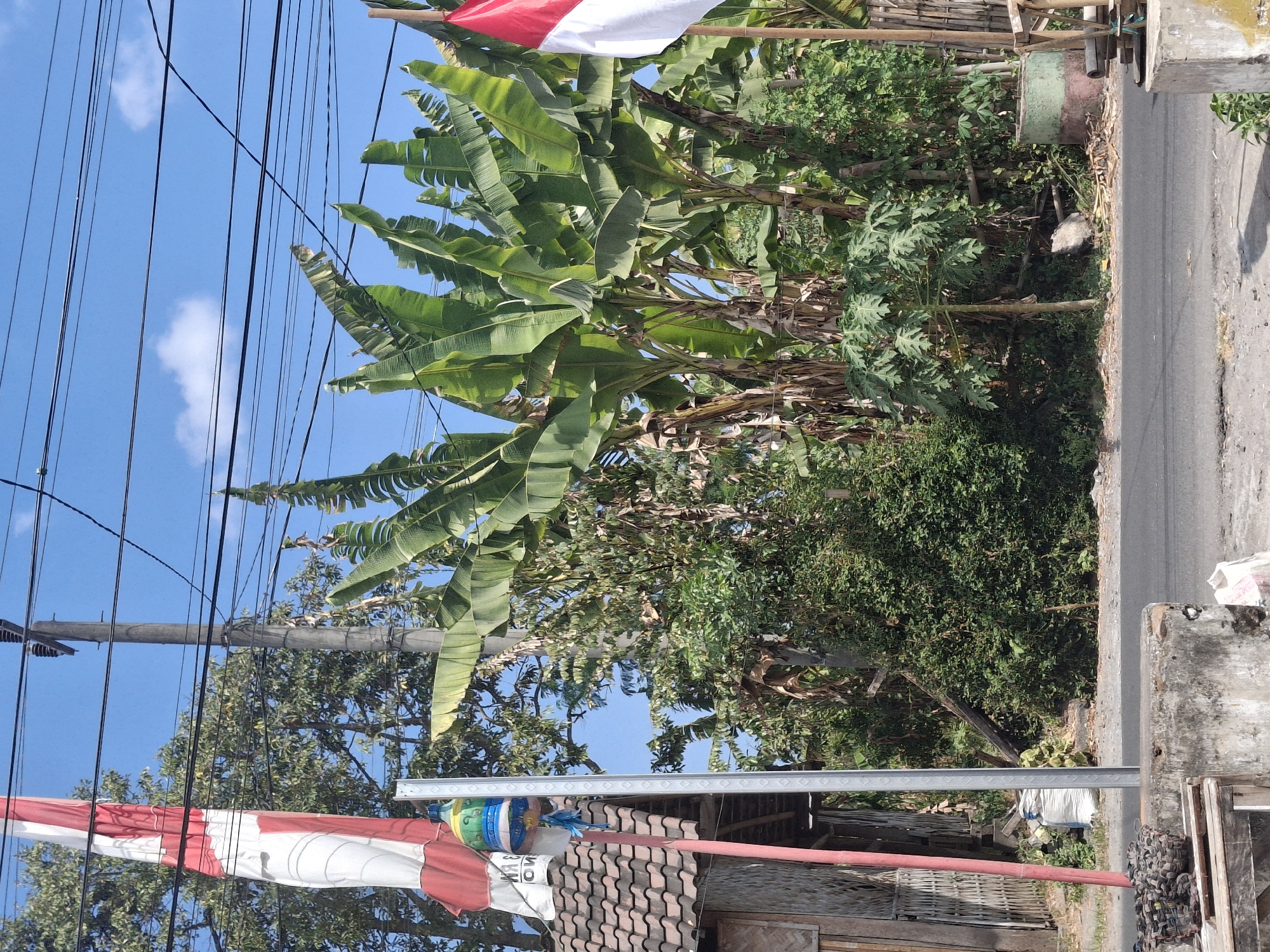 The image depicts an outdoor scene on a sunny day in Denok, Indonesia. A tall, thin utility pole with multiple black wires stretched across it stands in the center of the frame, supporting the electrical grid. To the left of the pole, a vertical red and white flag is prominently displayed, appearing to be a national flag of Indonesia. A small, traditional building with a tiled roof and woven walls is partially visible to the left of the flag. Abundant banana trees with large, green leaves fill the middle ground and extend to the right side of the image. The ground is covered with a mix of gravel and dirt, with a paved road running across the bottom of the frame. In the foreground, a concrete structure and some discarded materials are present. The sky is a clear, vibrant blue with a few scattered white clouds.