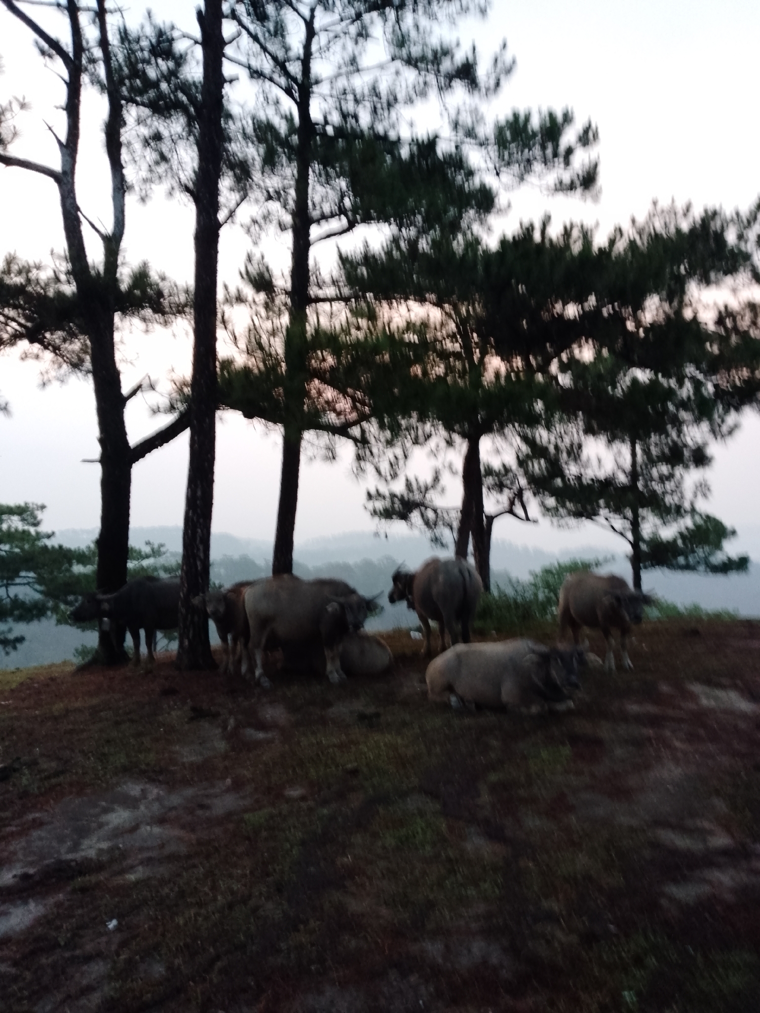 The image depicts a serene outdoor scene featuring a herd of water buffaloes gathered among tall pine trees on a grassy hill, likely in Lạc Dương, Vietnam. Approximately 8-10 buffaloes are visible, varying in color from dark grey to lighter tan. Several are standing upright, while others are lying down and resting on the rough, earthy ground covered with sparse grass. One large buffalo lies prominently in the lower-center foreground.
Dominating the upper and mid-sections of the frame are numerous pine trees with dark, slender trunks and dense, dark green foliage, silhouetted against a light, overcast sky. The trees are scattered across the hillside, providing cover and creating a sense of depth. Beyond the immediate foreground, a vast expanse of misty or hazy hills and mountains stretches into the background, hinting at a highland or mountainous region.
The light is soft and diffused, suggesting either early morning or late afternoon (dusk), possibly under an overcast sky, which contributes to the overall dim and tranquil atmosphere. No specific activity beyond resting or casual standing is taking place among the buffaloes. There are no people or visible text in the image. The scene conveys a sense of peaceful coexistence between the animals and nature in a rustic, forested environment.