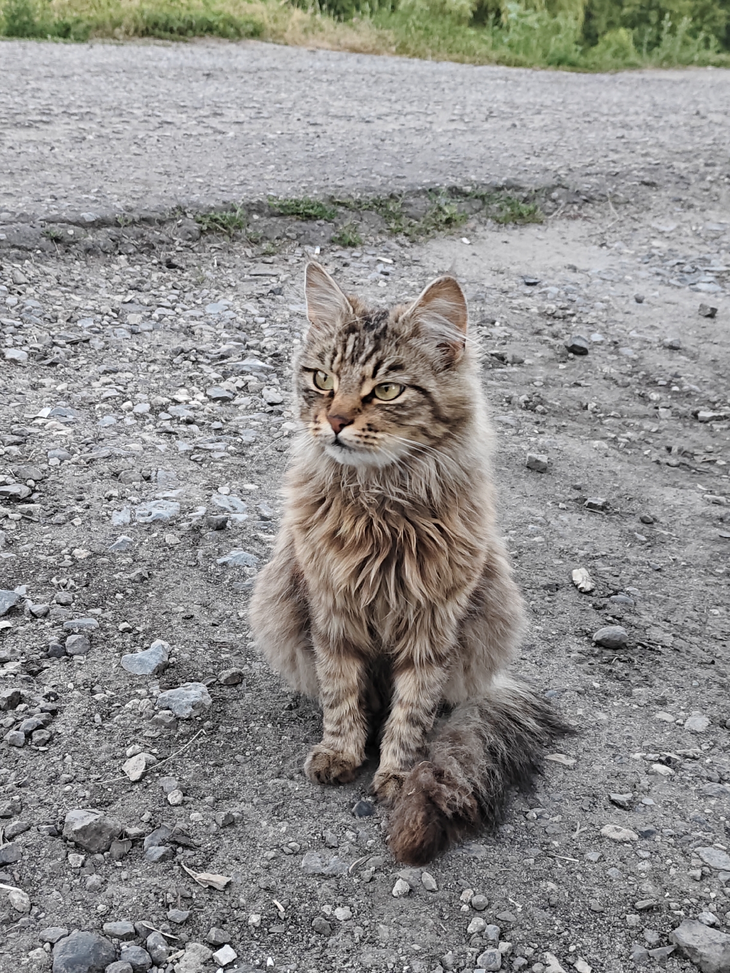 A medium shot captures a long-haired tabby cat sitting on a gravel surface. The cat faces to the left of the frame with its head turned slightly forward. Its fur is a mix of brown and grey tabby markings, with a bushy tail and a mane around its neck and chest. The cat's eyes are a striking yellow-green. The background consists of more gravel and a strip of green grass and foliage. The scene appears to be outdoors in a rural or semi-rural setting, potentially in the city of Kuzovkov, Russia, based on the provided context. There are no people or other animals visible in the image.