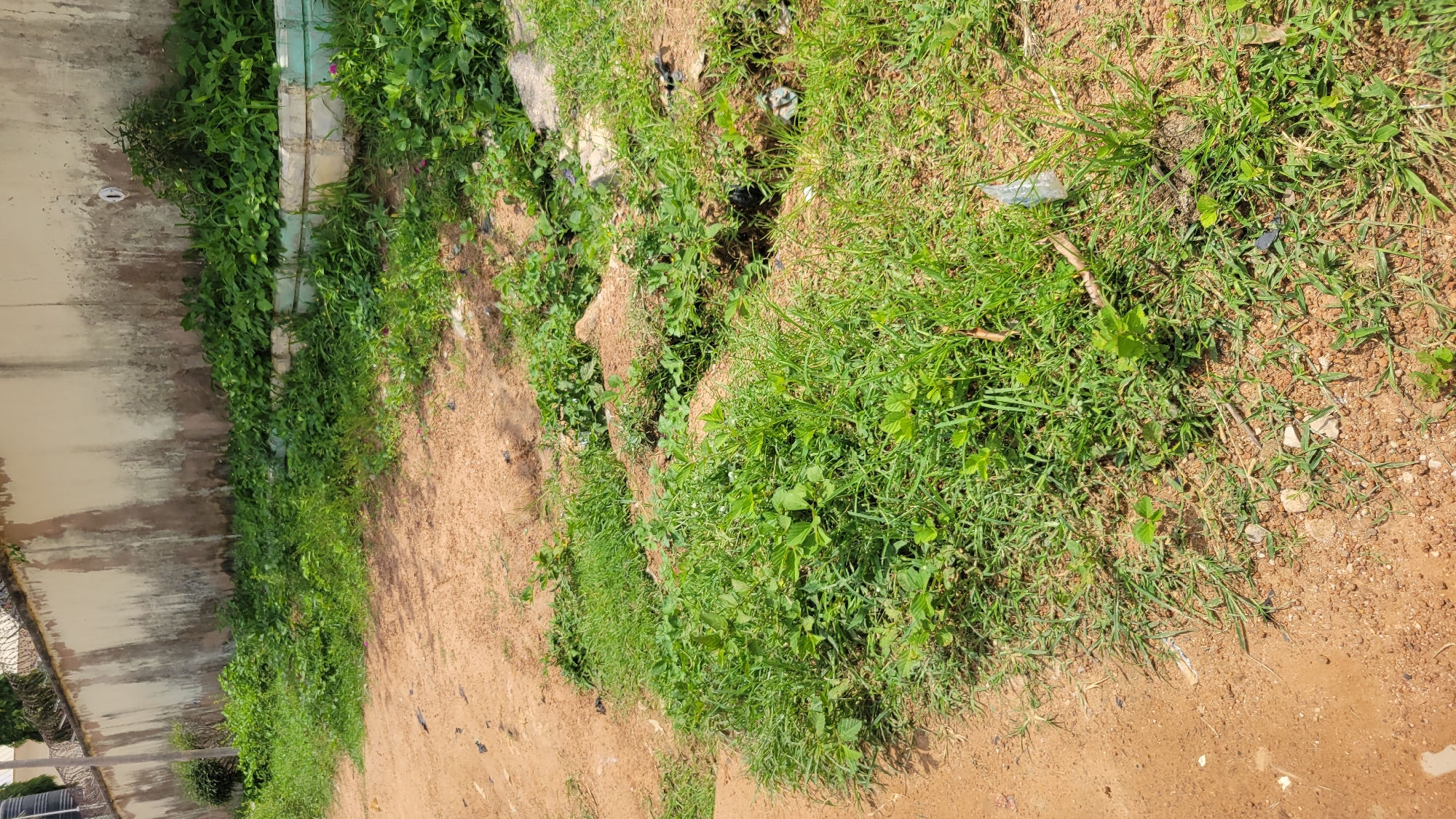 The image depicts a roadside scene in Mayo Dasa, Nigeria, characterized by overgrown vegetation and a concrete wall with a barbed wire fence. The foreground is a dirt path transitioning into a patch of unkempt grass and weeds. In the background, a long, beige concrete wall runs horizontally, showing signs of staining and weathering. Behind the wall, a dense canopy of green foliage suggests trees or shrubs. The overall environment appears somewhat neglected, with evidence of natural growth encroaching upon the man-made structures. No people are visible in the image, and the focus is on the natural and built elements of the roadside landscape.