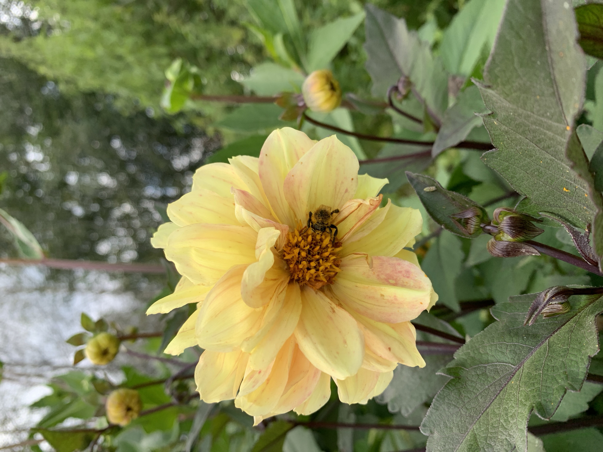 In Novostroika, Russia, a close-up shot captures a yellow dahlia flower with a bee nestled within its center. The flower's petals are a vibrant yellow, tinged with hints of pink and orange. The bee, with its fuzzy body, is actively engaged with the flower's pistils. The background is a blur of lush green foliage and bokeh lights, suggesting an outdoor setting. The image also shows some dahlia buds and dark green leaves, adding to the botanical subject matter. The lighting is soft and natural, illuminating the intricate details of the flower and its visitor.