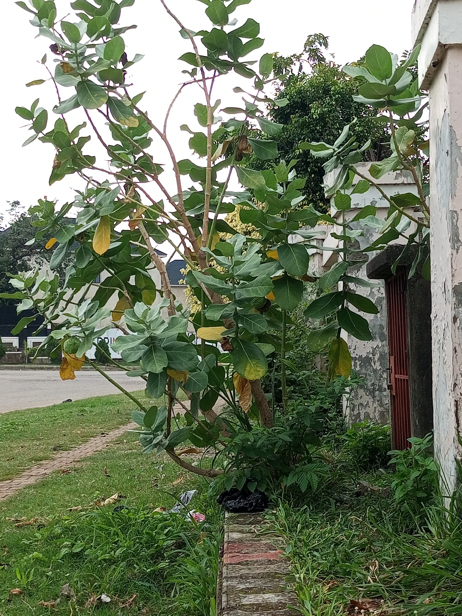 The image shows a large, leafy plant with broad, green leaves, some of which are yellowing. The plant is situated outdoors, next to a wall with peeling paint and a red metal gate. To the left of the plant, a paved walkway with brick edging is visible, leading away from the foreground and towards a road. Green grass grows along the walkway and in front of the wall. In the background, there are trees and buildings. The overall scene appears to be in an urban or suburban environment, likely in Gwarinpa, Nigeria, given the context provided. There are no people or animals visible in the image.