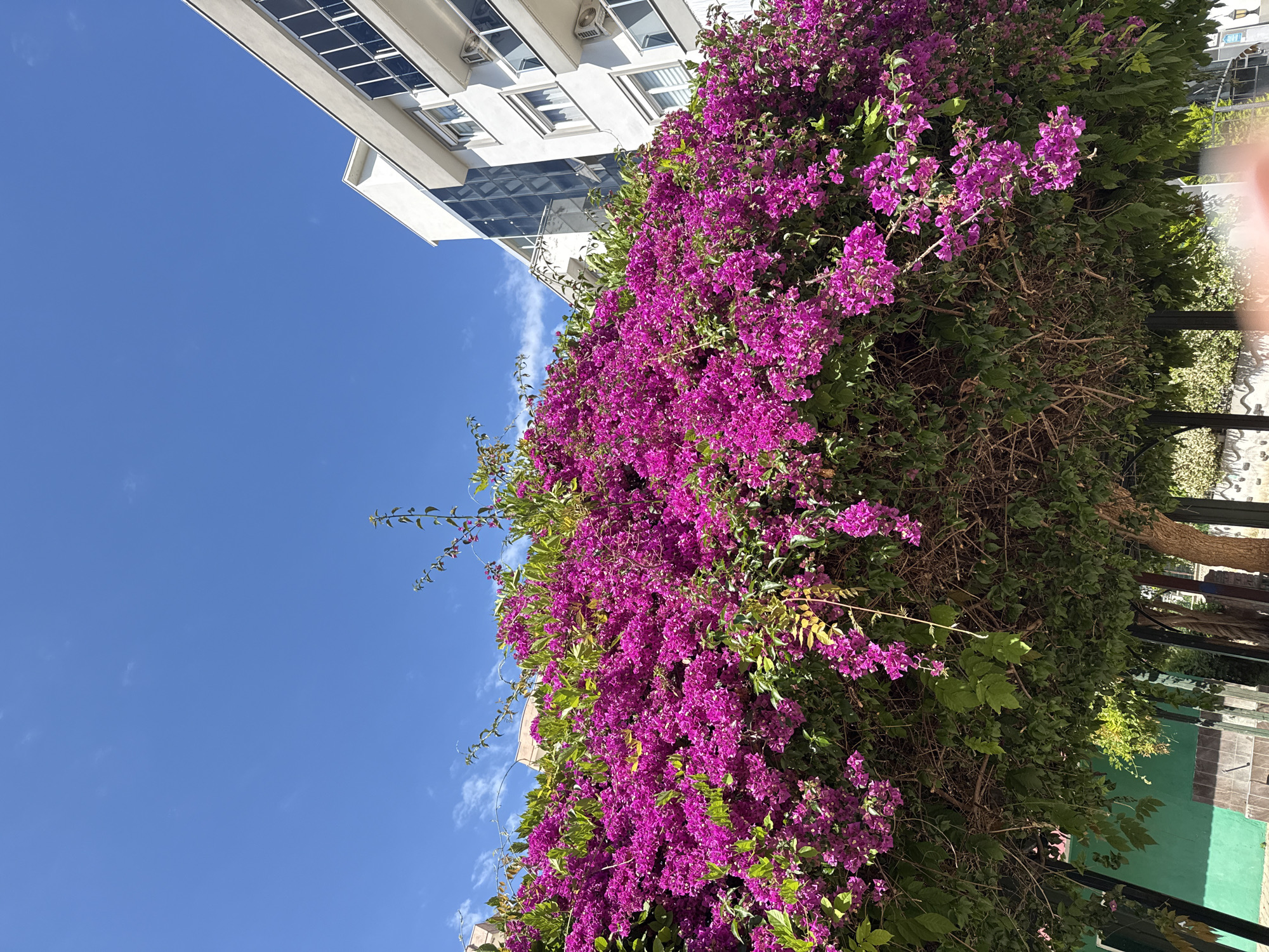 The image shows a bush with bright purple flowers cascading down the side of a building. The building is white and appears to be modern, with multiple windows. The sky is a clear blue with a few scattered clouds. The location appears to be an urban environment, with the building and the presence of the bush suggesting a park or garden area in the city. The image is taken at an angle, looking up at the bush and the building.
