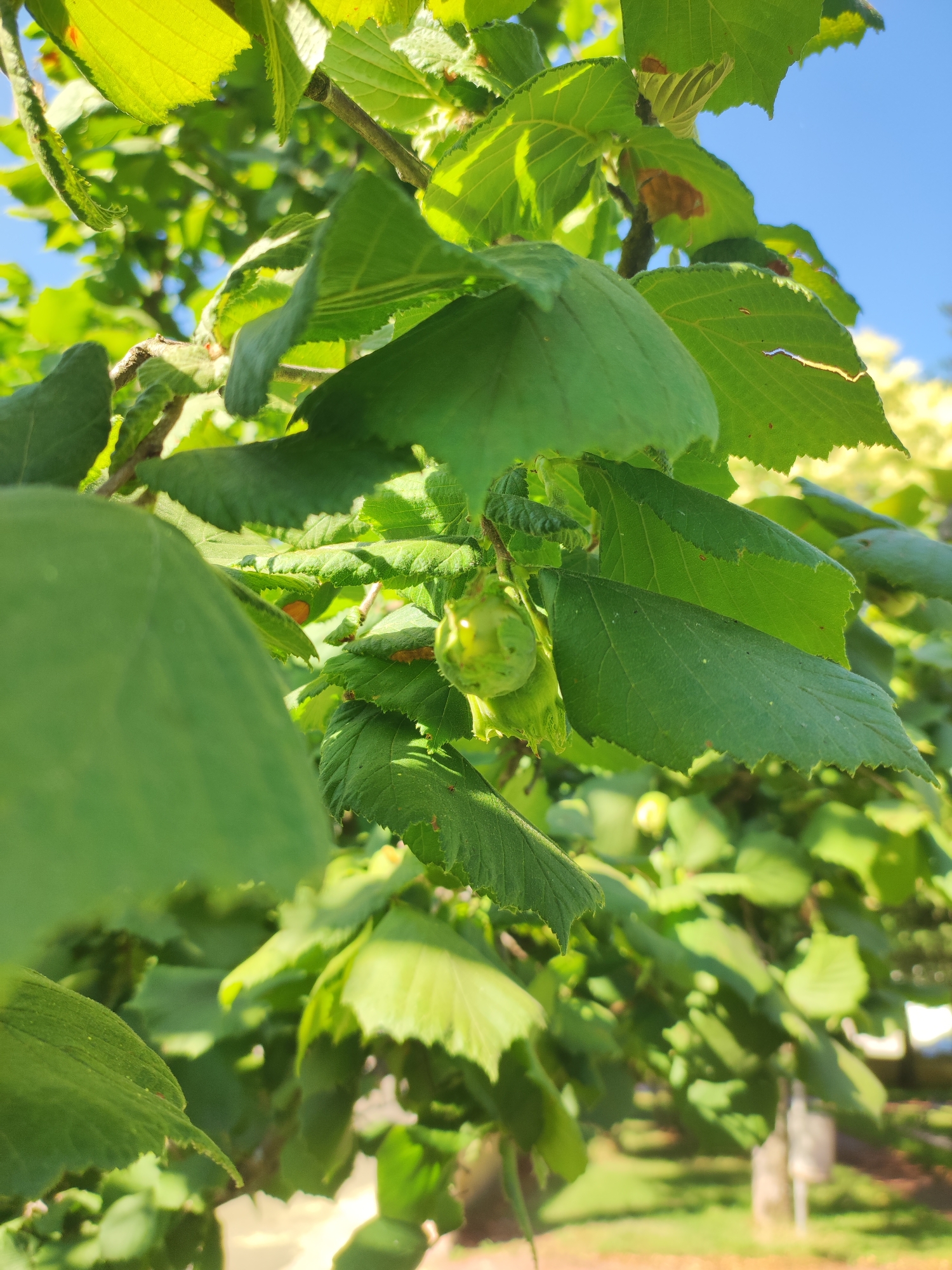 The image shows a close-up view of a hazelnut tree branch with green leaves and unripe hazelnuts. The focus is on a cluster of hazelnuts in the center of the frame, some still partially enclosed in their husks. The leaves are various shades of green, with some showing slight browning or damage. The background is blurred, but hints of a blue sky, distant trees, and what appear to be park benches or posts suggest an outdoor setting, possibly in a park or garden. The lighting indicates it is daytime, likely with bright sunlight filtering through the foliage. The scene is set in the city of Ledrada, Spain, and is presented in a forensic, matter-of-fact manner. There are no people or animals visible in the image.
