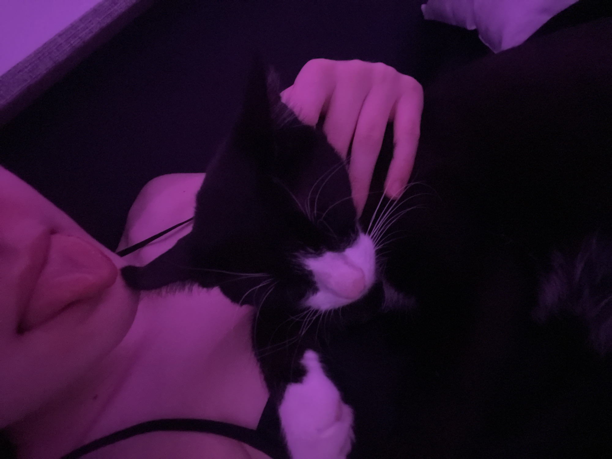 A person is lying down with a black and white cat. The cat is resting on the person's chest, and the person is petting the cat with their hand. The setting appears to be indoors on a dark couch. The photograph is lit with a pinkish hue. There is no evidence to suggest that this picture was taken in Saint Petersburg, Russia.