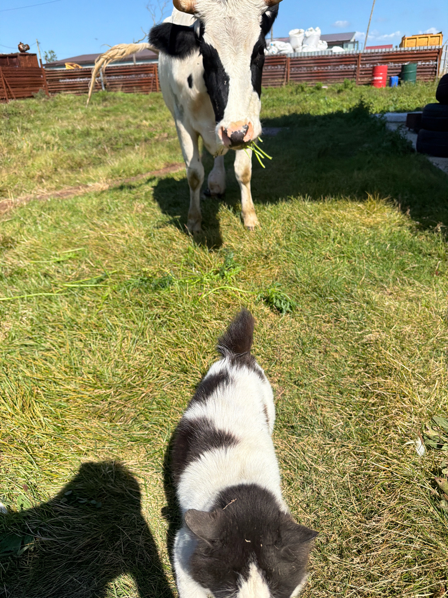 A cow and a dog are on a grassy area in front of a fence. The cow is black and white and is eating grass. The dog is also black and white and is facing away from the camera. The fence is made of wood and has metal posts. There are buildings and other objects behind the fence. The sky is blue and there are some clouds. The image was taken on a sunny day. The location is a farm in Yuzhno-Kurilsk, Russia.