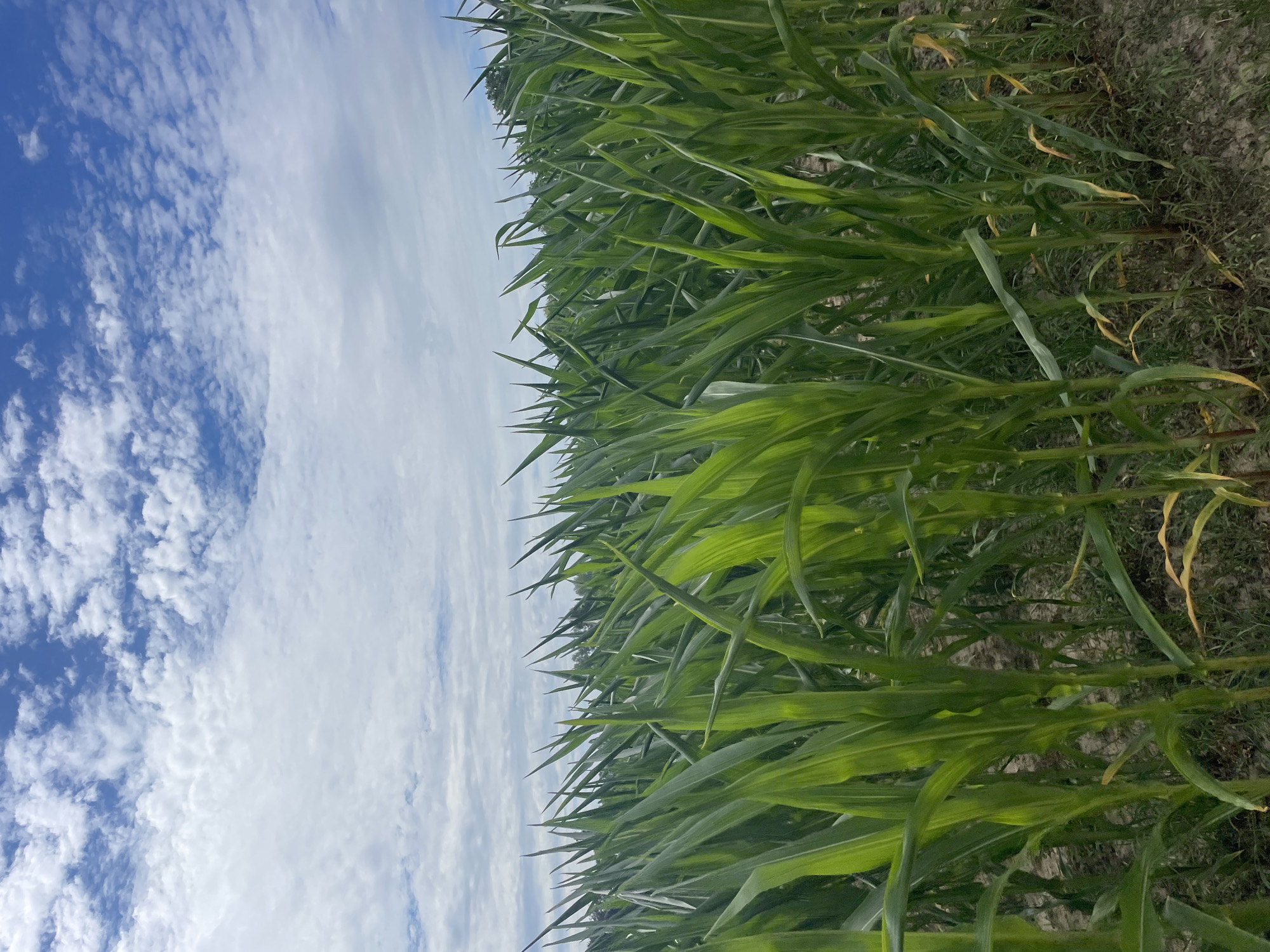 The image displays a close-up view of a dense cornfield under a bright blue sky with scattered white clouds. The corn stalks are tall and vibrant green, with their leaves reaching upwards and outwards, creating a textured, layered effect. The ground beneath the corn is visible in patches, showing dry soil with some sparse, low-lying vegetation. The perspective is from within the field, looking towards the horizon where the sky meets a distant treeline. The overall scene is natural and agricultural, with no human presence or man-made structures prominently featured within the frame. The location in Diepenbeek, Belgium, suggests this is a rural or semi-rural agricultural setting.
