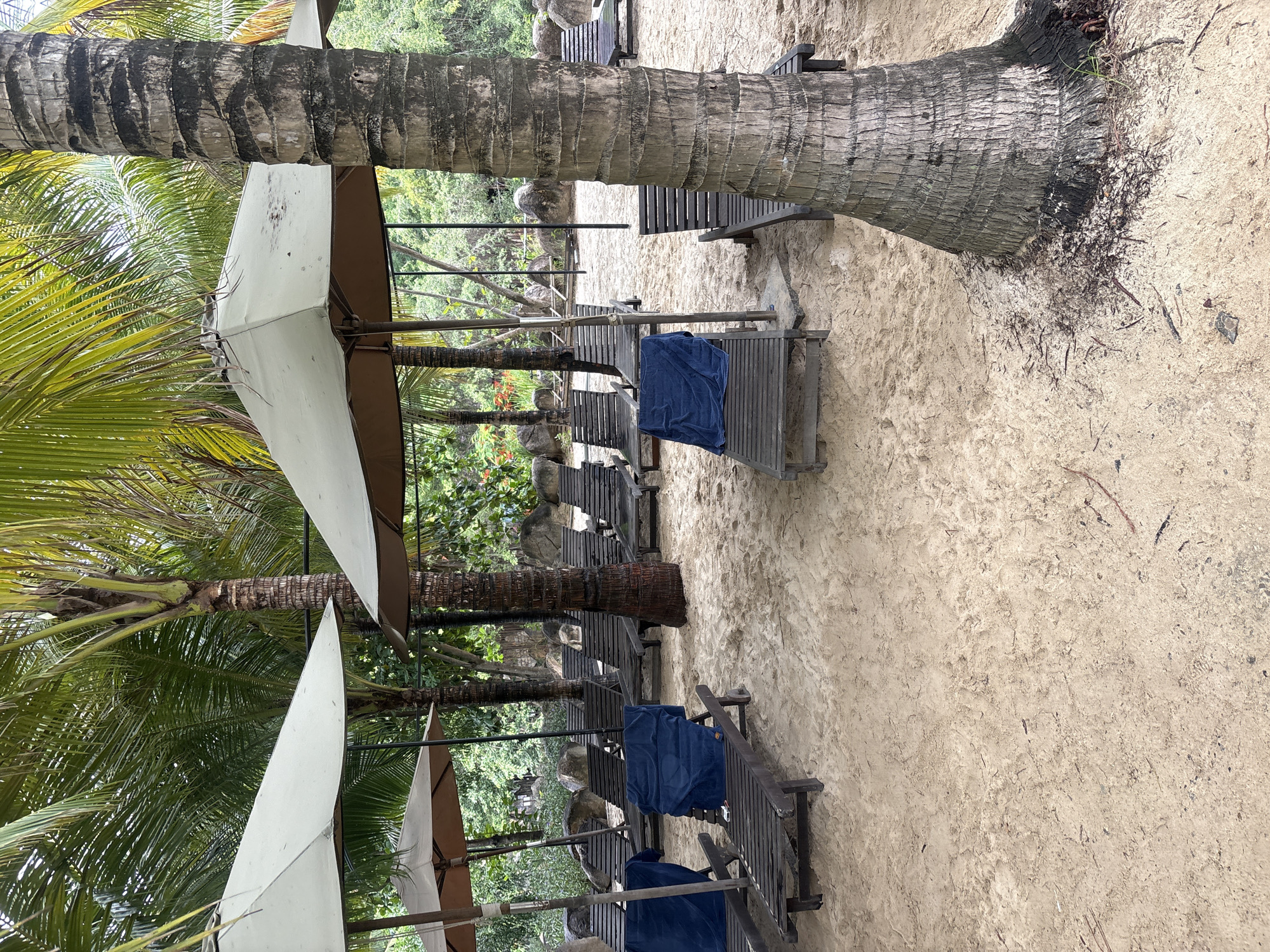 The image depicts a serene beach scene in Nha Trang, Vietnam, likely within a resort or a similar establishment. The foreground is dominated by a sandy ground with scattered dried palm leaves and debris. Several wooden lounge chairs are arranged on the sand, some unoccupied, while others are draped with folded blue towels, suggesting recent use or preparation for guests. Two large, pale umbrellas provide shade over some of the chairs.
Behind the lounge chairs, palm trees with their characteristic textured trunks and lush green fronds create a tropical ambiance. The trees are densely packed, and their foliage forms a verdant canopy, obscuring the sky in some areas. In the background, more lounge chairs and umbrellas are visible, extending further into the scene. Further back, a line of large rocks and dense green foliage suggest the edge of the resort or a natural boundary. The overall atmosphere is tranquil and inviting, characteristic of a beach destination. There are no people visible in the image.