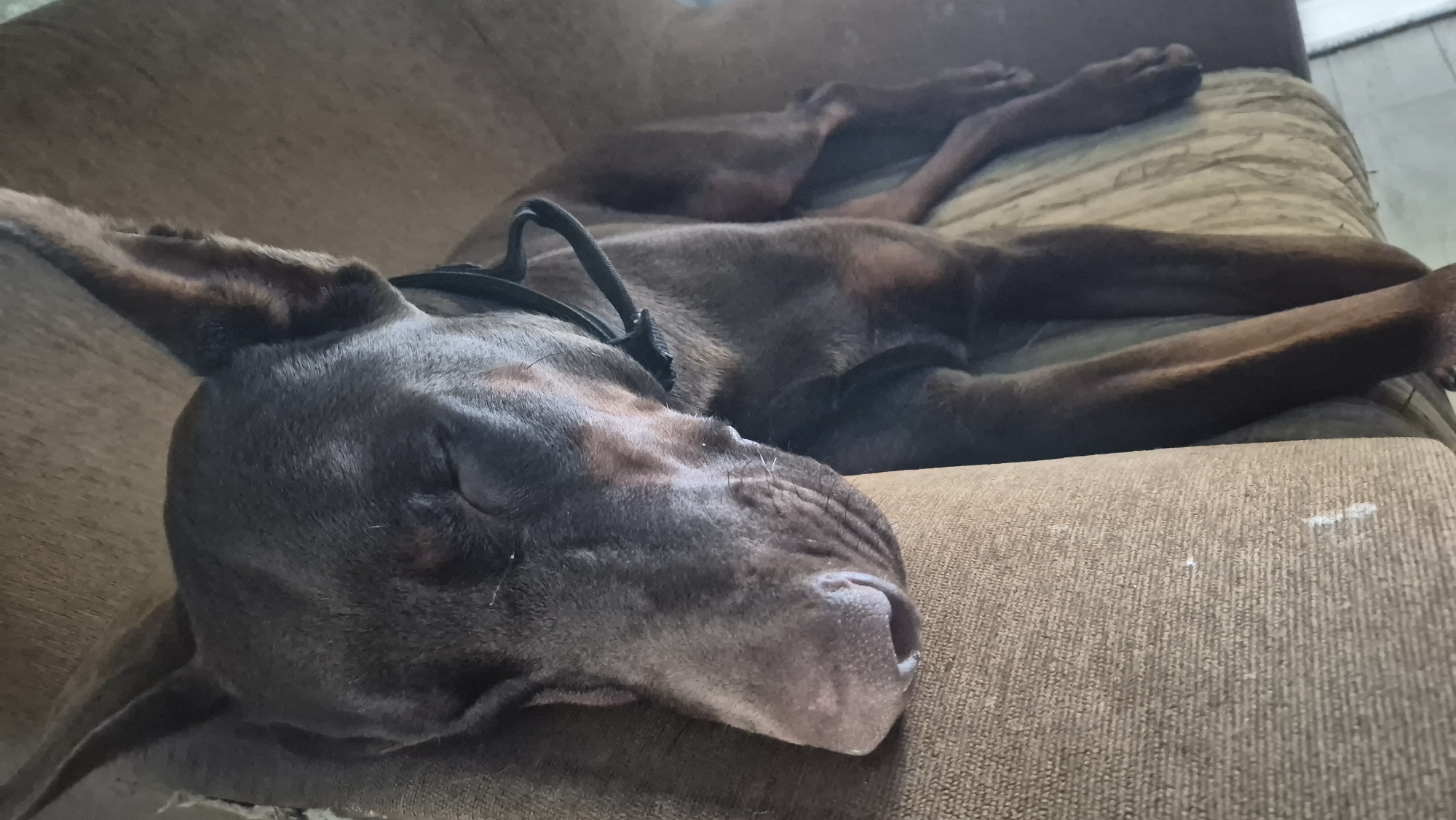 A brown Doberman Pinscher is sleeping on a couch. The dog is lying on its side with its head resting on its paws. Its eyes are closed, and its ears are perked up. The couch is made of brown fabric and has a worn appearance. The background is blurred, but it appears to be an indoor setting. The image was taken in Neftegorsk, Russia.