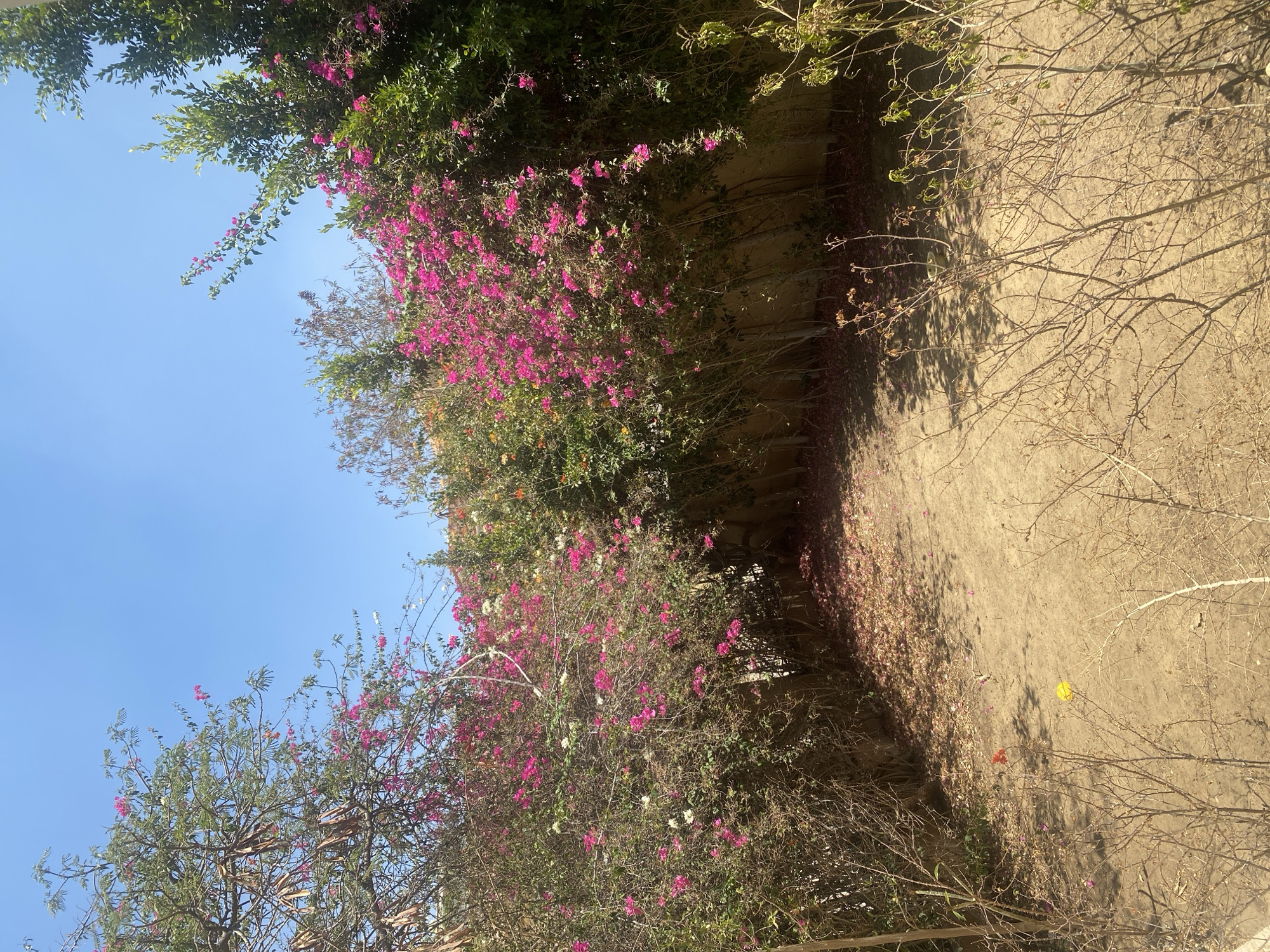 The image depicts a courtyard in Legenda, Egypt, characterized by a path covered in fallen pink and red bougainvillea petals leading into a narrow, walled passageway. The passageway is heavily overgrown with lush pink and white bougainvillea plants. Tall, leafy green trees and shrubs flank the pathway, with some branches of bougainvillea extending upwards towards a clear blue sky. In the foreground, dry, thorny bushes and branches are visible, contrasting with the vibrant flora. A small yellow ball lies on the dusty ground in the lower left quadrant of the image. The scene appears to be a sunlit outdoor space, possibly a garden or a yard, with the wall suggesting a boundary or enclosure.