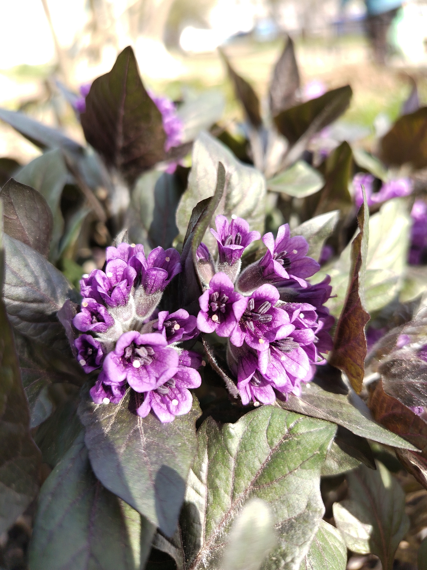 A close-up shot of purple flowers with leaves. The leaves are green with dark purple veins. The flowers are small and clustered together in rounded formations. The background is blurry. The location is Chaikovsky, Russia.