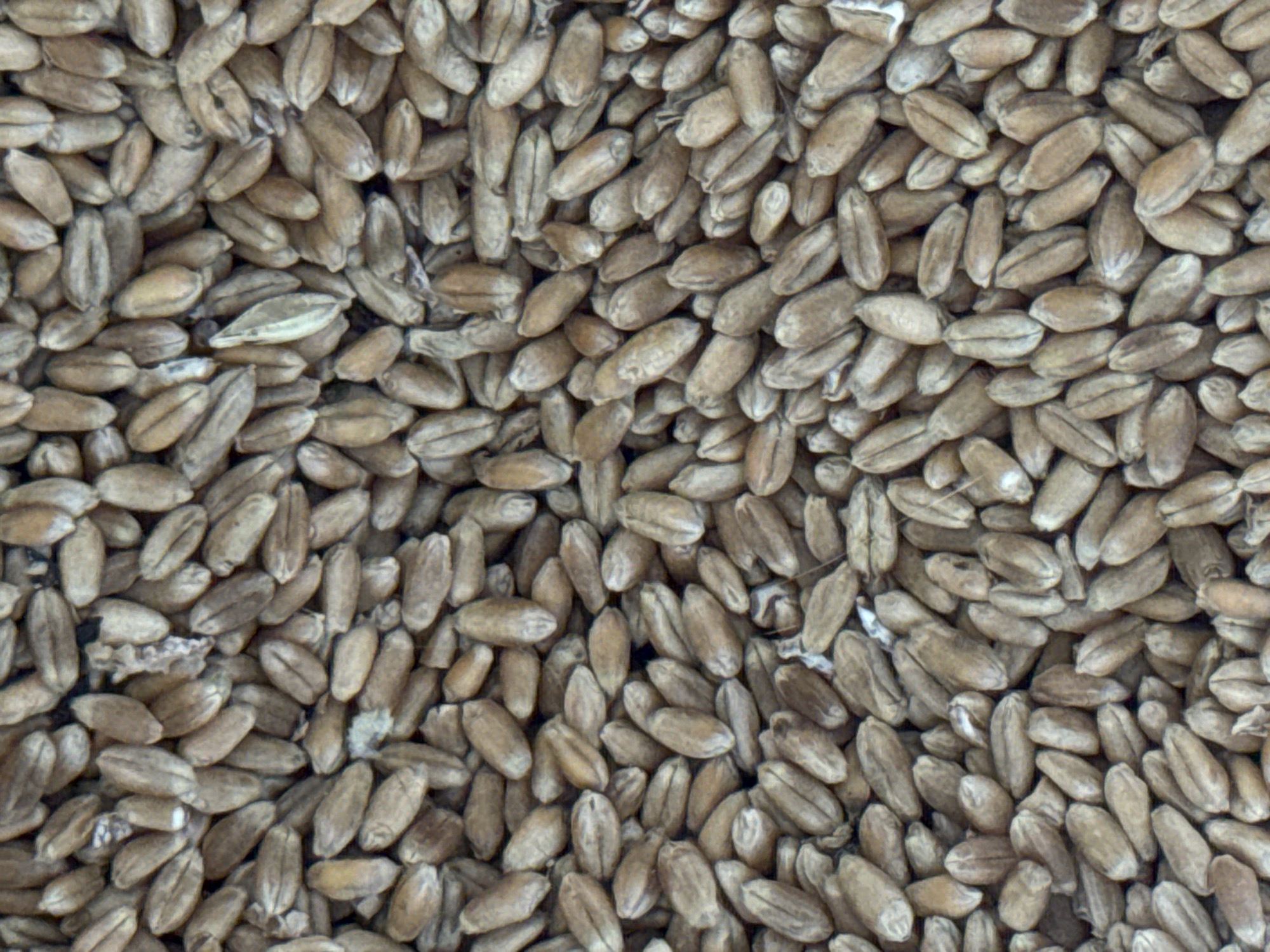 The image is a close-up, top-down view of a large pile of wheat grains. The grains are elongated and oval-shaped, with a slightly pointed end. Their color ranges from light tan to a medium brown, with some variations in shading and texture. Many of the grains are clustered together, overlapping each other, creating a dense and textured surface. Some grains appear to have a split down the middle, revealing an inner kernel. There are also a few scattered specks of debris or plant matter visible among the grains. The lighting is even, with no strong shadows, suggesting a diffused light source. The overall impression is one of abundance and natural material.