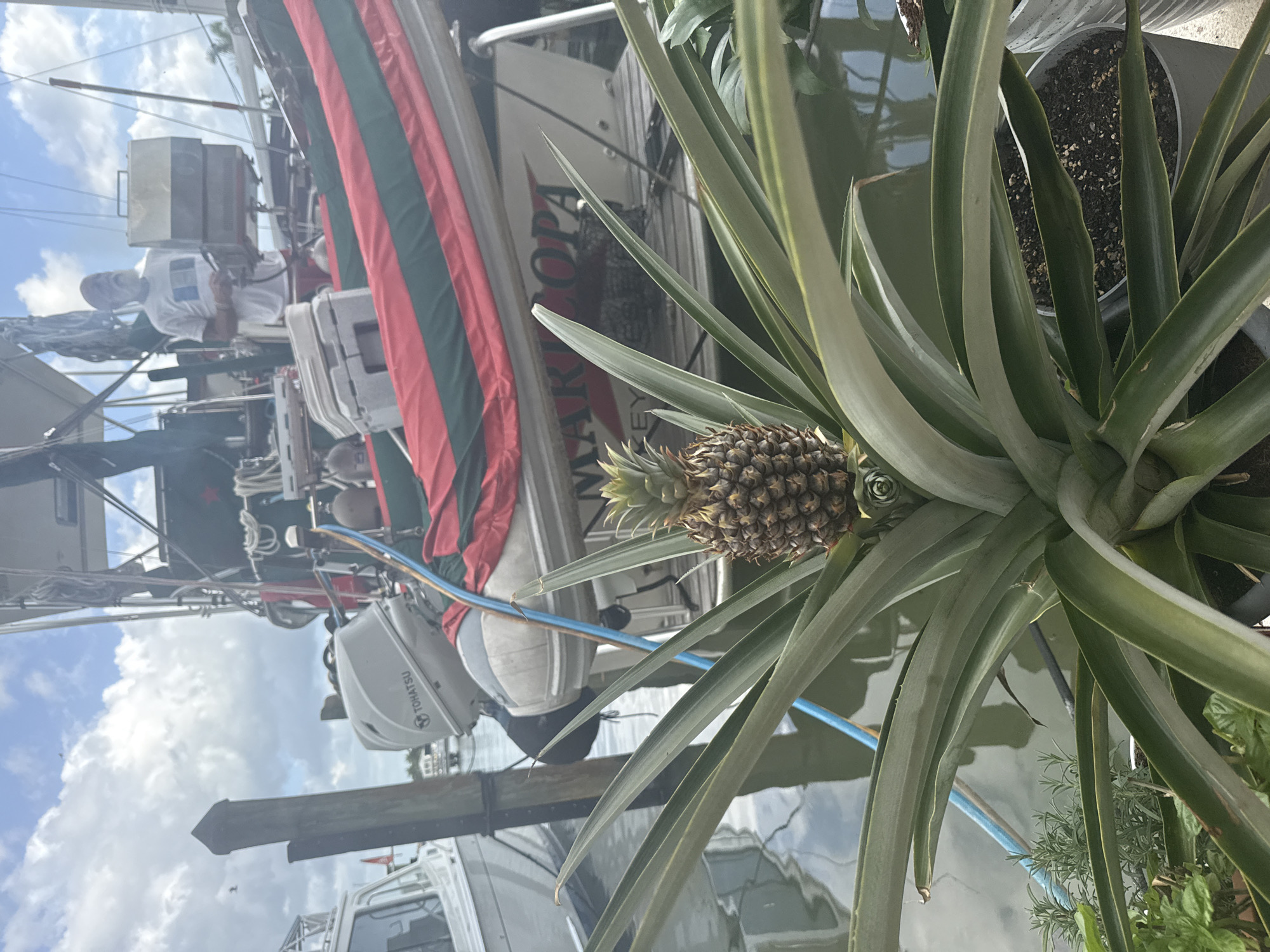 The scene shows a boat at dock, with a pineapple plant in the foreground. The boat is named "MARLOPA," and a man is working on the deck. A red and green striped awning is visible, along with two white Tohatsu outboard motors. The pineapple plant has a pineapple growing. The setting appears to be Naples, Florida, USA, given the tropical vegetation and boat.