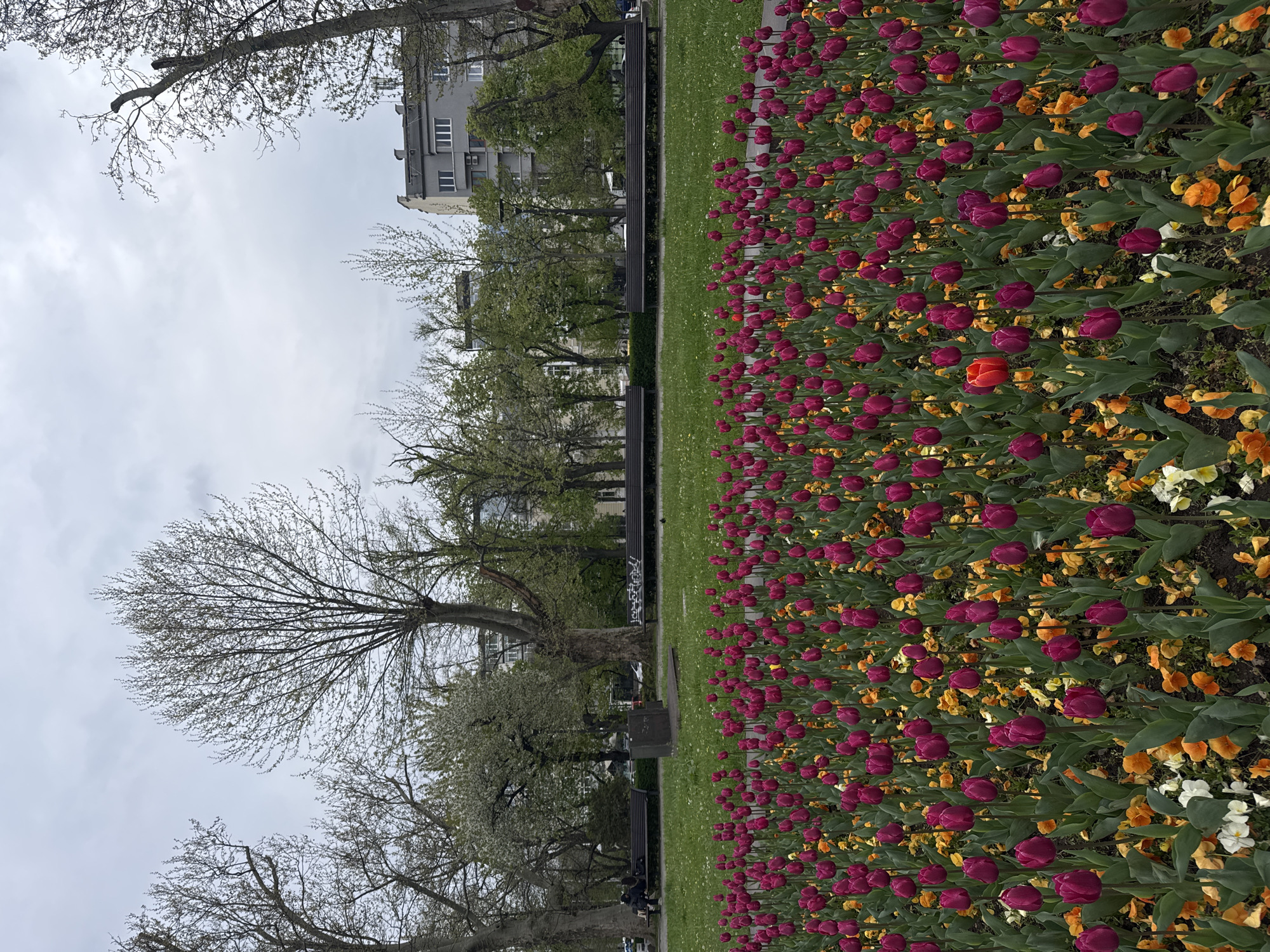 The image shows a flowerbed in a park in Sofia, Bulgaria. The flowerbed is filled with rows of dark purple tulips, interspersed with orange and white pansies. A strip of green grass separates the flowerbed from a row of trees and benches. In the background, there is a multi-story building and an overcast sky. People can be seen sitting on the benches.