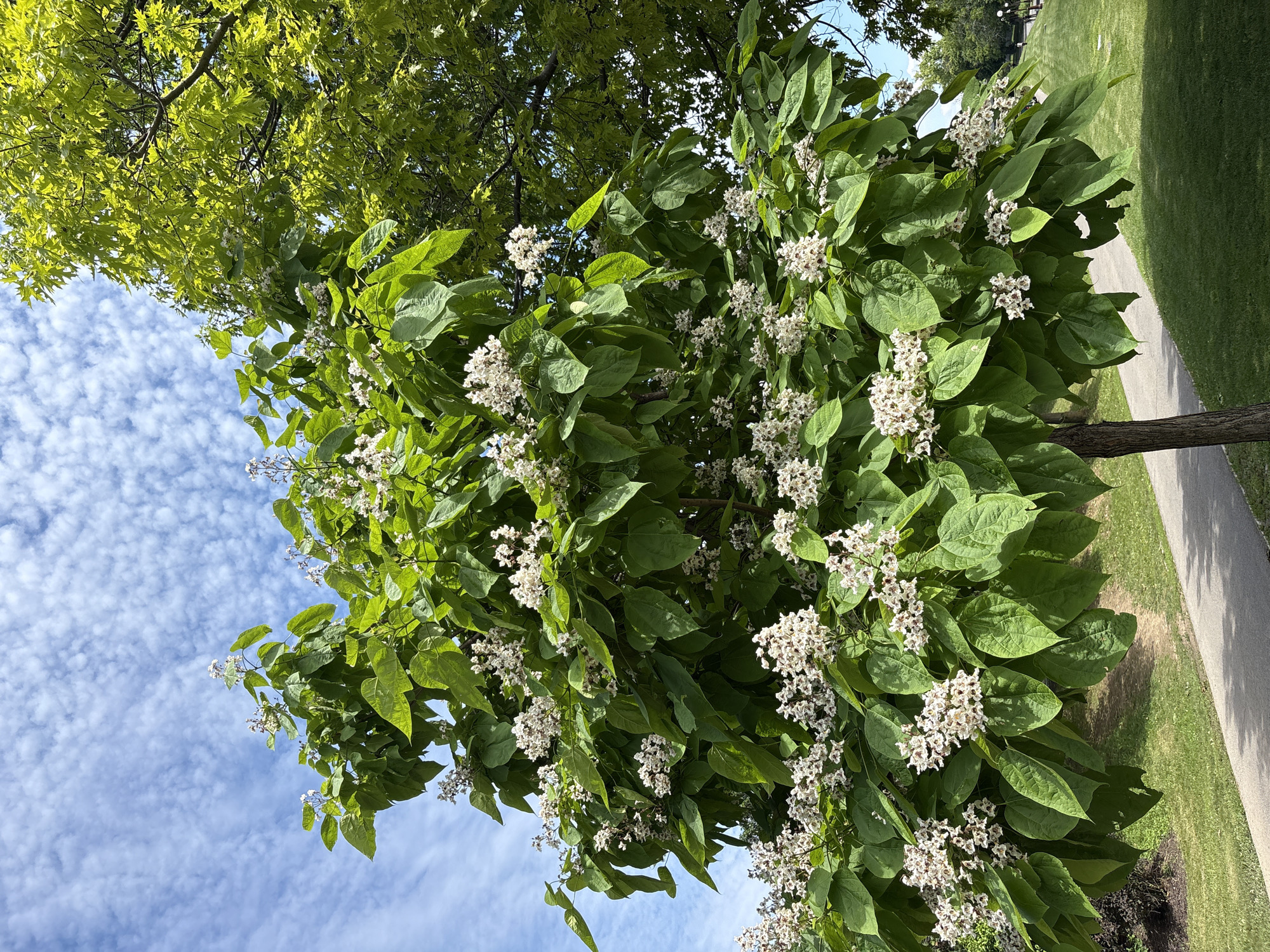This is an eye-level, medium shot of a flowering Catalpa tree in a park. The tree is laden with clusters of white, trumpet-shaped flowers with brown and yellow markings. It has large, heart-shaped green leaves. The tree is set against a bright blue sky with scattered white, wispy clouds. To the right of the Catalpa tree, another tree with lighter green leaves is visible. In the background, a paved pathway curves through a grassy area, and further back, there are a few indistinct figures walking. The overall scene suggests a sunny day in a well-maintained urban park, likely in the city of Niagara Falls, United States of America, given the context.