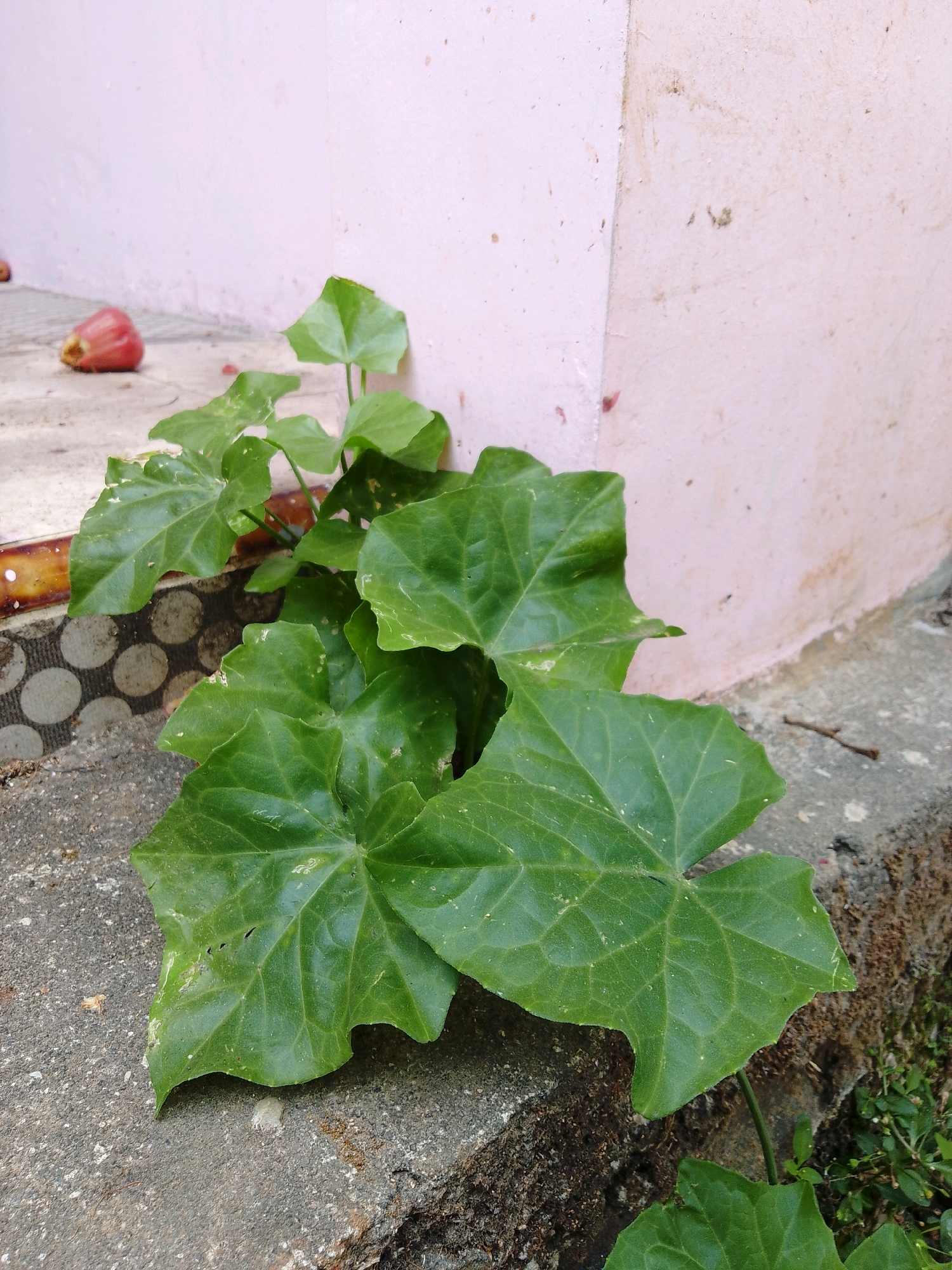 An overhead shot captures a leafy green vine growing along a concrete step against a pale pink wall. A single, reddish-pink fruit, possibly a rose apple, rests on the floor to the left, out of focus. The vine's heart-shaped leaves are vibrant green, some appearing slightly wilted or damaged. The concrete surface is textured and shows signs of wear. A decorative circular pattern is visible on a dark matting beneath the leaves. The scene is lit by natural light, casting soft shadows. The location appears to be an outdoor area, possibly a garden or pathway within a residential or public space in Cikal, Indonesia.