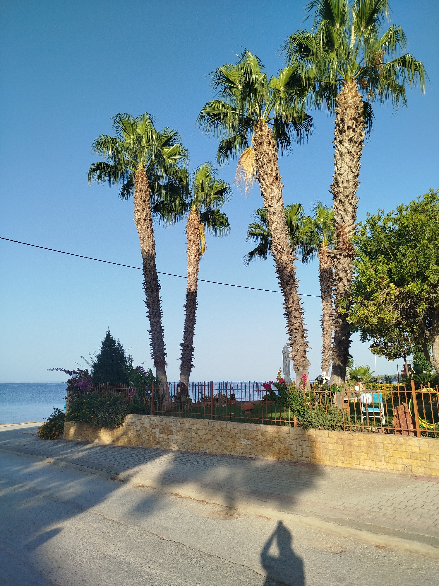A straight-on, eye-level shot shows a coastal road in the Sithonia Municipal Unit, Greece. The road is paved with asphalt, with a sidewalk to its right. Palm trees line the street, with the ocean in the background. The sky is clear and blue. In the foreground, a shadow of a person holding a phone is visible on the road. The person appears to be taking a selfie. The background shows a fence separating the street from a grassy area with more palm trees, a small building, and part of a statue. The overall impression is that of a sunny day at a tropical destination.