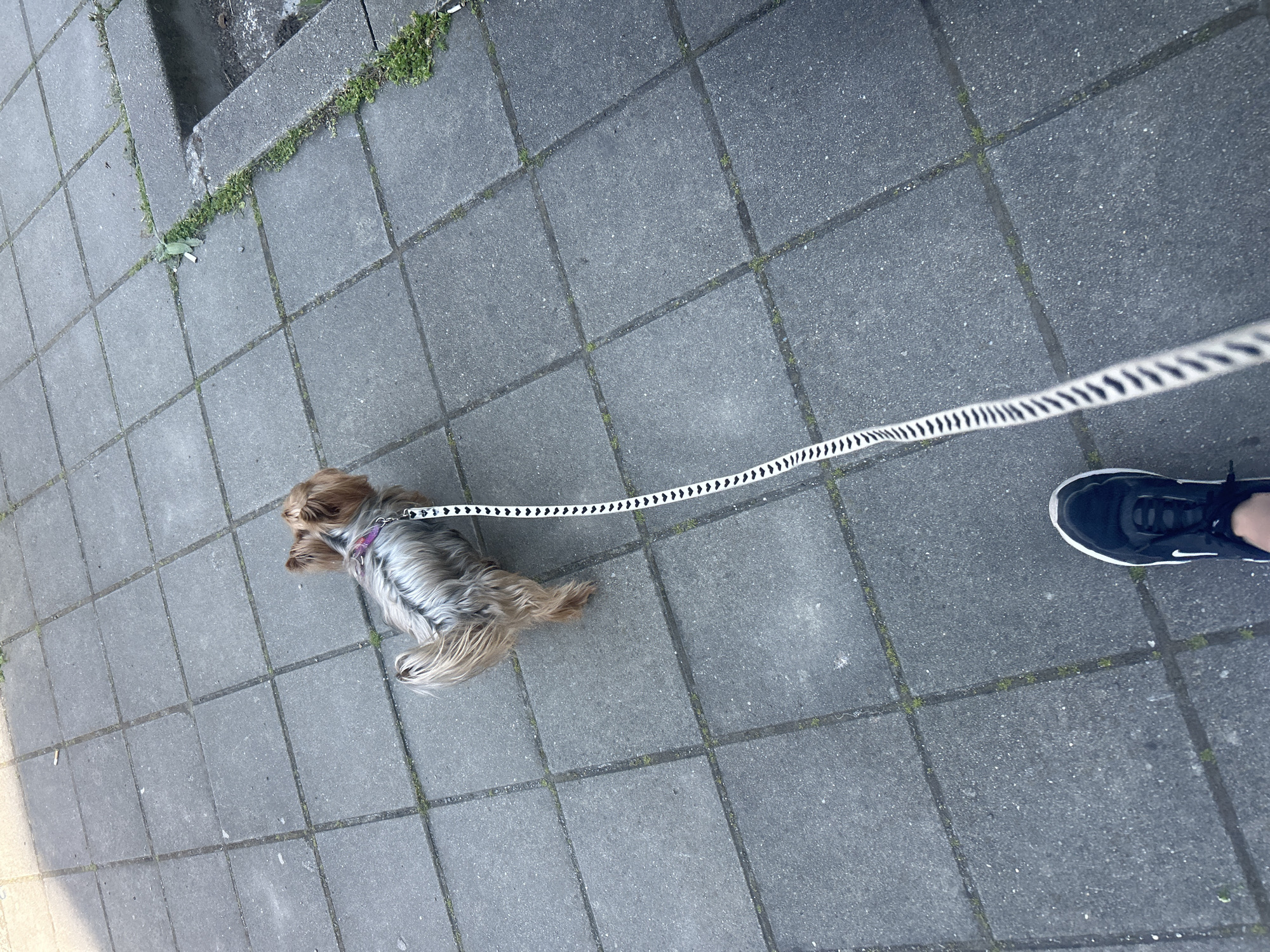A high-angle shot shows a small, long-haired dog, possibly a Yorkshire Terrier mix, on a leash on a grey paved surface. The dog is facing away from the viewer. To the right of the dog, a portion of a person's leg and foot wearing a dark-colored athletic shoe are visible. The pavement appears to be a sidewalk or pedestrian area in an urban environment. The precise location cannot be determined based on the image alone.