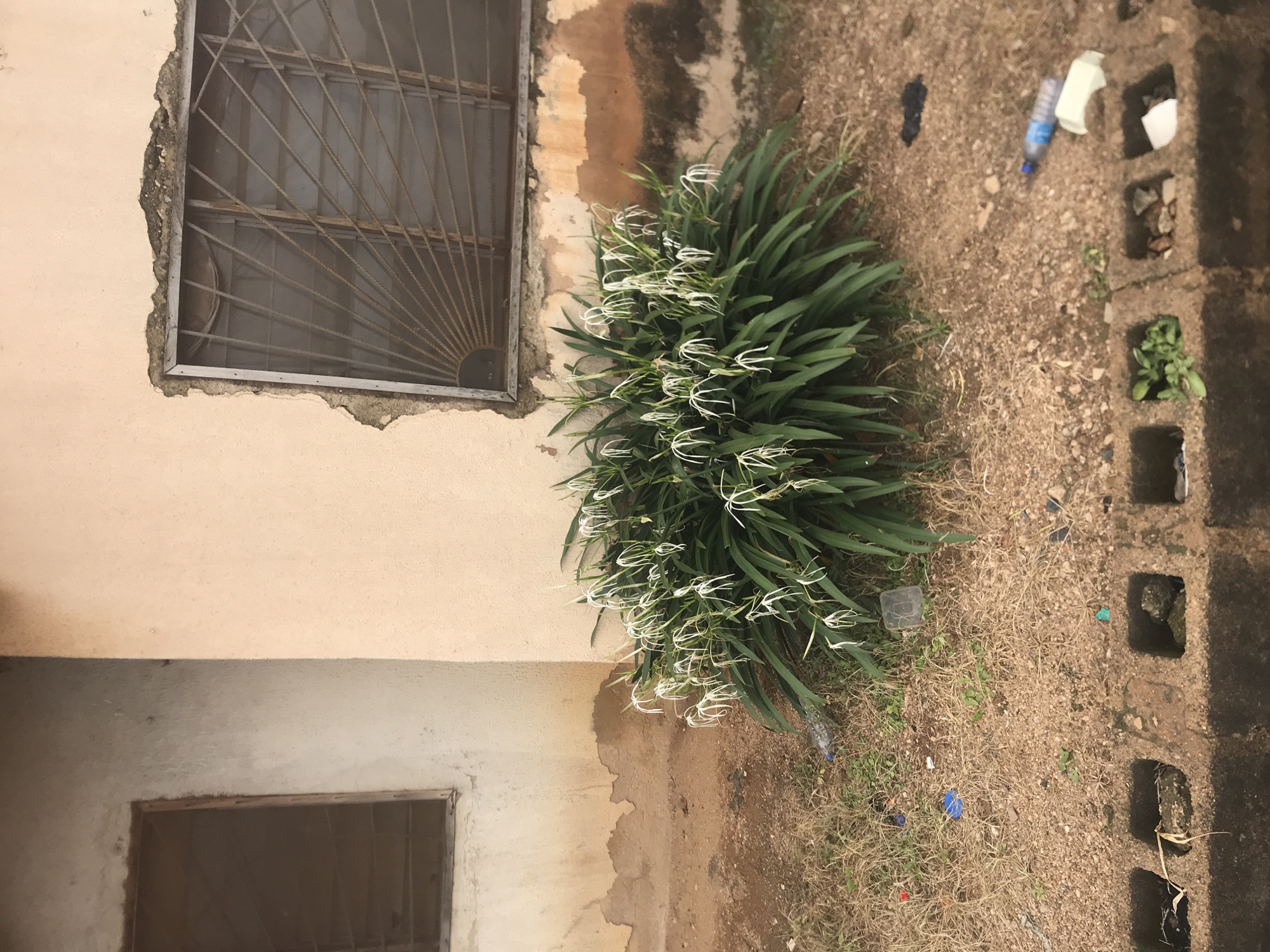 The image depicts an outdoor scene in Rafin Par, Nigeria. A large bush with white, spidery flowers stands in front of a pale peach-colored building. The building has two windows; the one on the left is partially obscured and shows a wooden frame, while the one on the right has a metal grate with a sunburst pattern. The wall of the building shows signs of wear, with patches of peeling paint and discoloration. The ground in front of the building is covered in dirt, gravel, and dry grass, with scattered litter including plastic bottles and wrappers. In the foreground, a row of concrete blocks with square openings is visible. The overall environment appears unkempt and somewhat neglected.