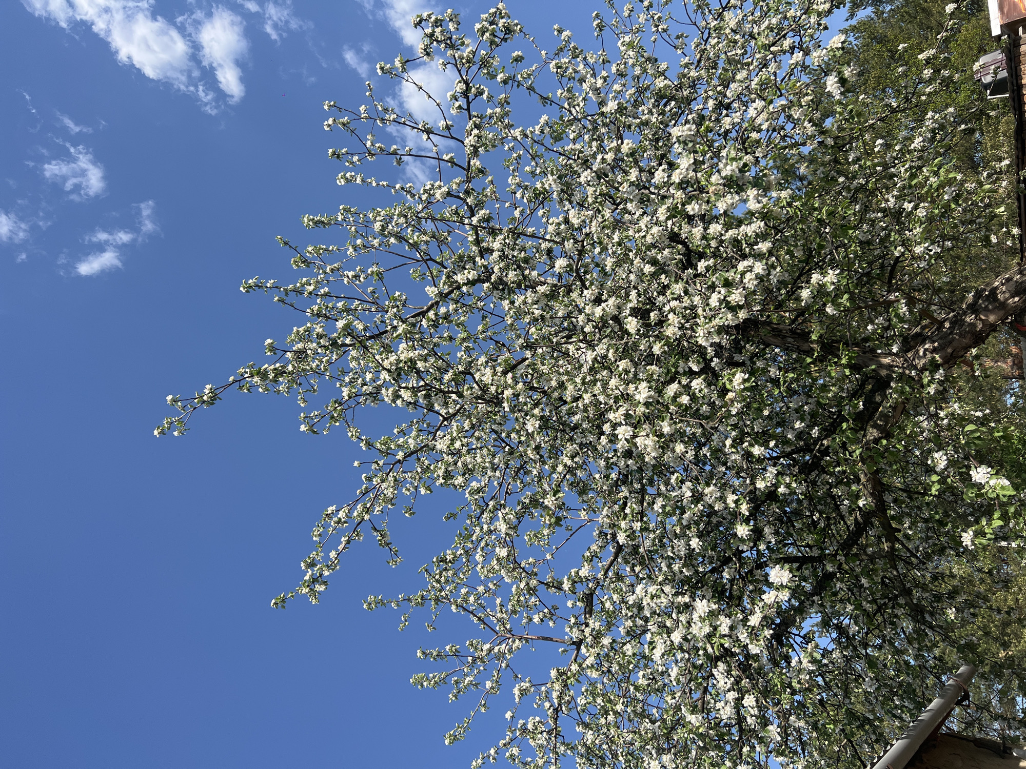 The image shows a blooming tree with white flowers against a clear blue sky with scattered clouds. The branches are covered in blossoms, and some green leaves are visible. The trunk of the tree is partly visible, with other greenery around the perimeter. Location of the photo is unknown.