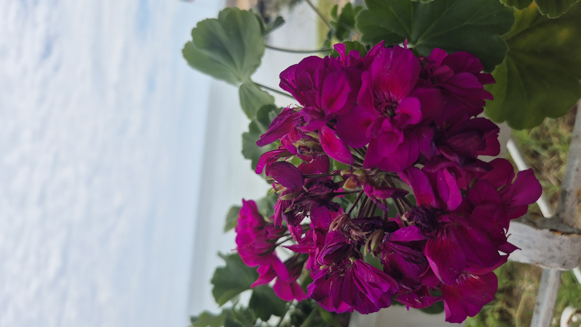 A close-up, vertical shot focuses on a cluster of vibrant magenta geranium flowers, with some petals showing signs of wilting. The flowers are set against a blurred background of the sea and a cloudy sky. Green leaves from the plant frame the flowers on the right side. In the lower left portion of the image, a white structure, possibly a railing or planter edge, is visible, along with hints of green grass. The overall scene suggests an outdoor setting, likely a balcony or garden overlooking the sea. The location is identified as Ravda, Bulgaria. There are no people or animals in the image.