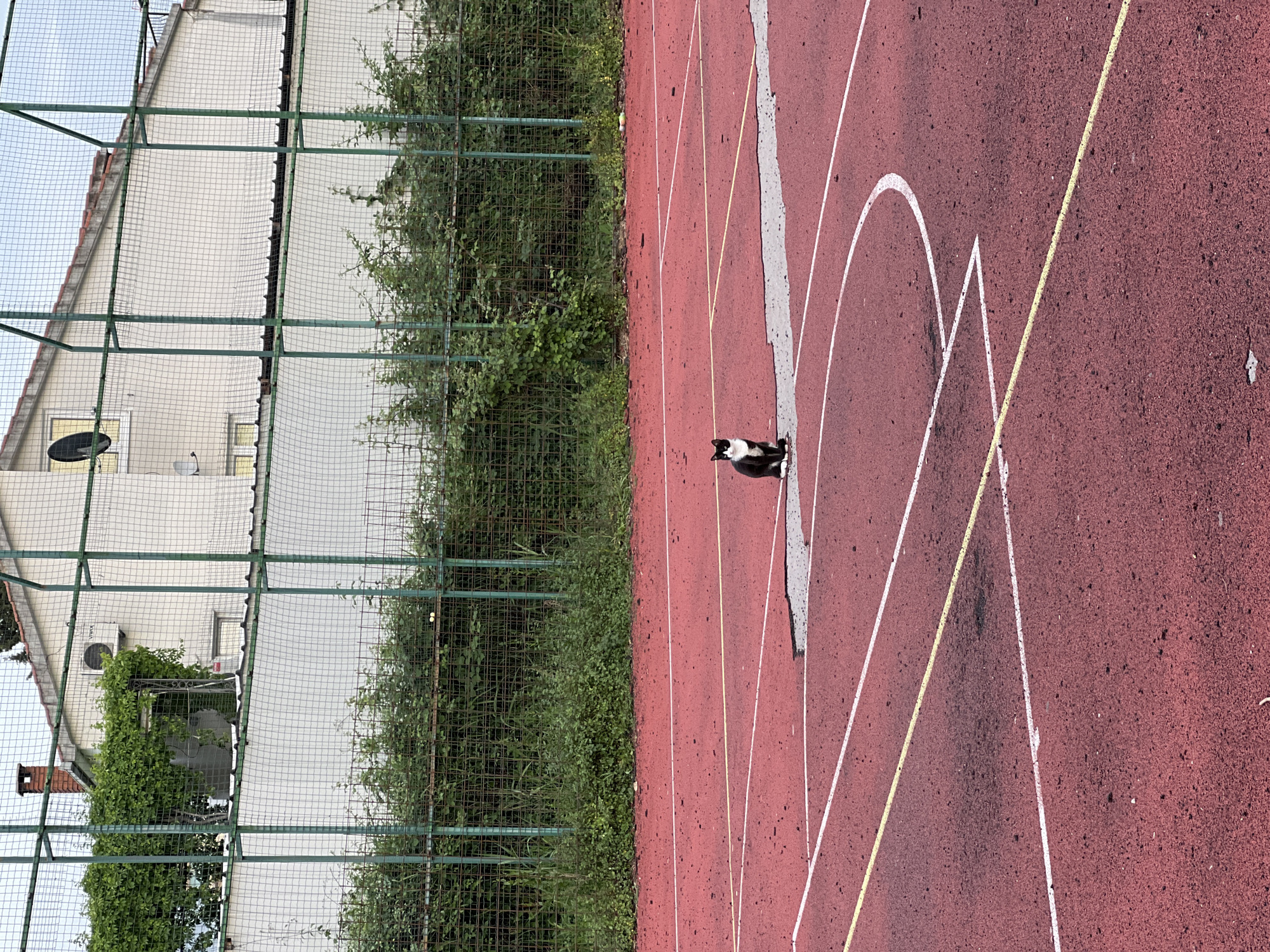 A black and white cat is standing on a red running track next to a chain link fence with greenery behind it. Beyond the fence is a white building with a satellite dish. The image was taken in Budva, Montenegro.