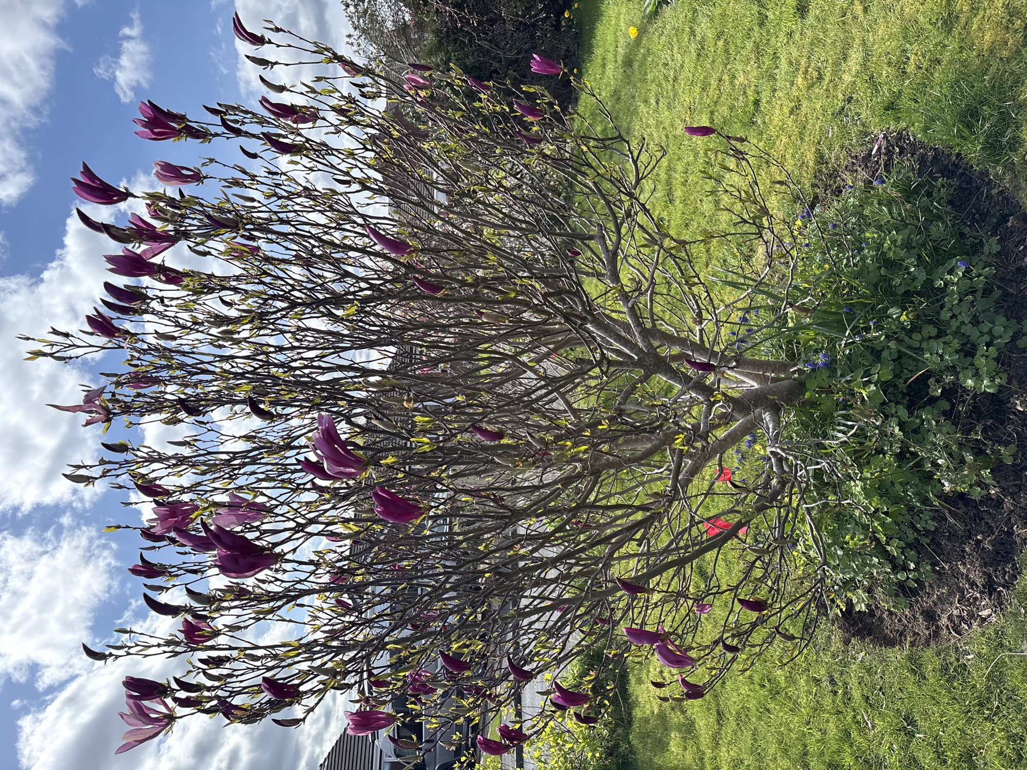 The image shows a flowering magnolia tree in a yard, likely in Minsterley, United Kingdom. The tree has bare branches with purple tulip-like blossoms and small green leaves emerging. The background includes green grass, other foliage, and a partially visible building. The sky is blue with scattered clouds. The image appears to be taken on a sunny day.
