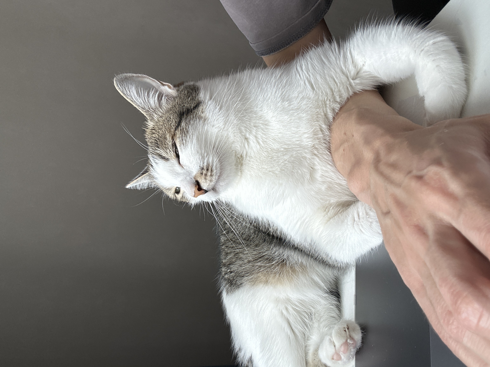 An indoor close-up shot, oriented vertically, captures a person gently holding a domestic cat. The cat, predominantly white with distinctive grey and light brown patches on its head, back, and tail, is positioned with its head tilted upwards and to the left. Its eyes are partially closed, conveying a sense of comfort, relaxation, or drowsiness, with a visible pink nose and prominent white whiskers.
A human hand, showing visible veins and light skin texture, embraces the cat's midsection from the right side of the frame. The person is wearing a plain grey sleeve, parts of which are visible behind the cat's back and arm. The cat's front paws, with delicate pink toe beans, are visible towards the bottom right, appearing to rest on a dark, reflective surface, possibly a laptop or table. The cat's fluffy white tail curves around the human's hand.
The background is a solid, dark grey wall or surface, providing a clean contrast to the cat's light fur. The lighting is soft and even, suggesting an indoor daytime setting, possibly in Krasnoyarsk, Russia. The overall scene suggests a moment of affectionate interaction between the human and the contented cat. No visible text is present in the image.