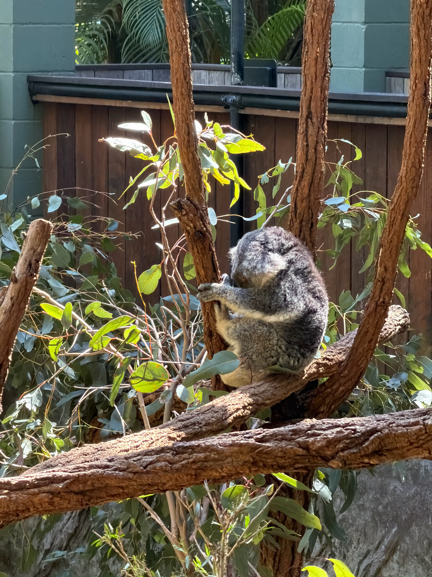 A koala is perched on a tree branch in an outdoor enclosure, likely part of the Australia Zoo in Beerwah, Australia. The koala is facing away from the viewer, its back to the camera, and appears to be resting or grooming itself. It is a grey, furry animal with rounded ears. The tree has thick, textured brown bark and is surrounded by lush green eucalyptus leaves. Sunlight filters through the leaves, creating dappled light on the koala and branches. In the background, a wooden fence and a section of a light green building are visible. The environment suggests a naturalistic habitat designed for animal display.