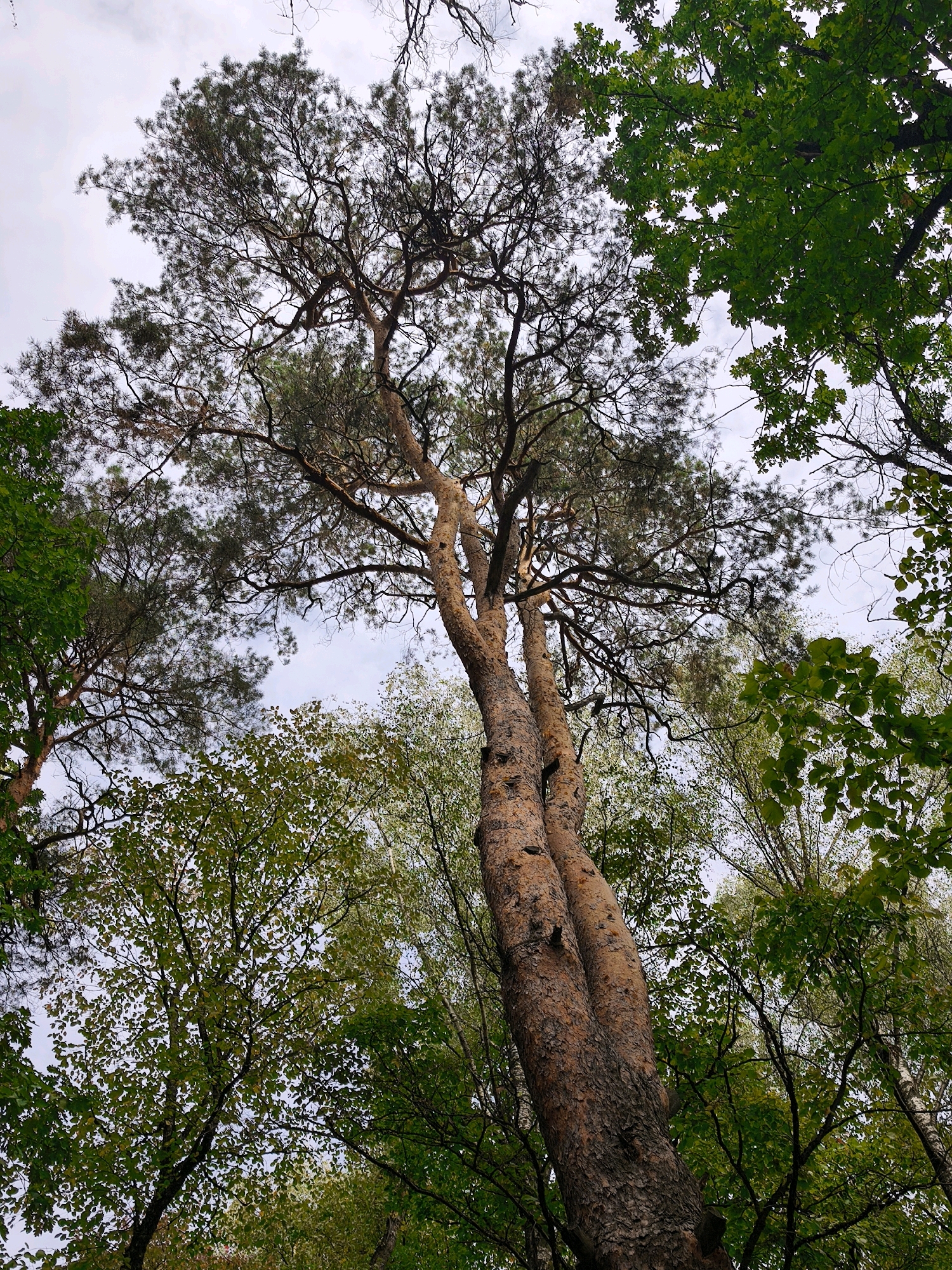 A low-angle, full-shot photograph captures a view looking directly up into the canopy of a forest. The sky, overcast with a light gray hue, serves as the backdrop. Dominating the center of the frame is a large, mature tree with a thick, textured bark. Its trunk appears to split into two main branches relatively low down, and these branches extend upwards, weaving a complex network of limbs and smaller branches. Pine needles and scattered leaves adorn the branches, creating a somewhat sparse foliage cover.
Surrounding this central tree is a dense collection of other trees, their foliage forming a vibrant, irregular border around the image. To the left, a significant portion of a tree with bright green, broad leaves is visible, contrasting with the darker, finer needles of the central pine. On the right and in the background, various other trees contribute to the verdant tapestry, with some exhibiting lighter green leaves and others darker. Bare branches, likely from deciduous trees in a state of dormancy or shedding, are interspersed throughout the scene, particularly towards the top of the frame. The overall impression is one of a natural, wooded environment, possibly a park or forest on the outskirts of a city, with the distinct possibility of this being within the city of Mahilyow, Belarus, given the context. There are no people or animals visible in the image, and no discernible structures or man-made objects.