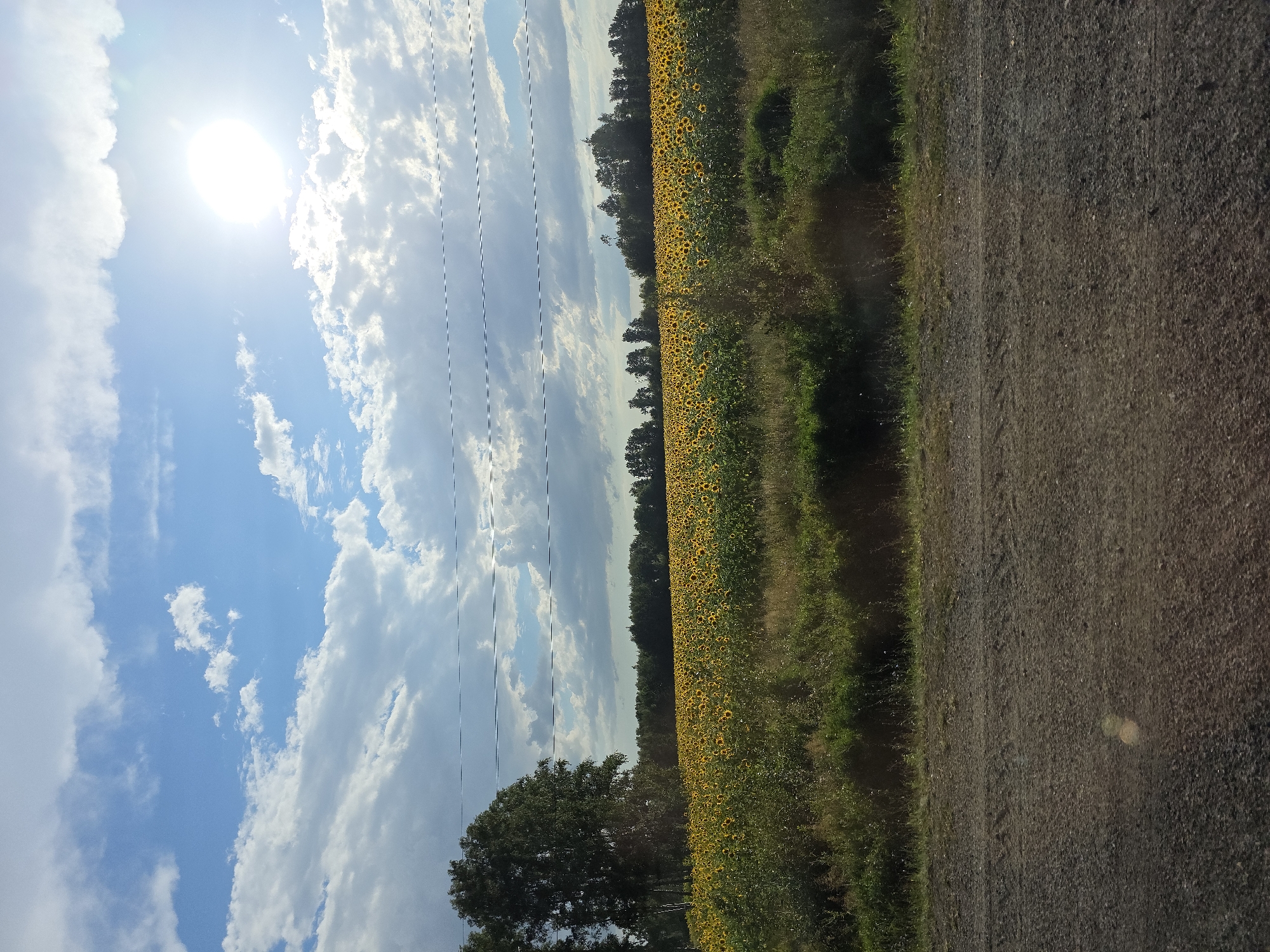 An outdoor, mid-angle, full shot captures a vast sunflower field under a bright, partially clouded sky. The sun is visible in the upper right quadrant, its brilliance creating a glare. In the foreground, a dirt road stretches horizontally across the bottom of the frame, with green grass and weeds bordering it. Behind the grass, the expansive sunflower field dominates the mid-ground, its yellow blooms stretching towards a distant line of trees. Several power lines are strung across the sky, intersecting the scene horizontally. The location is Karsy, Russia.