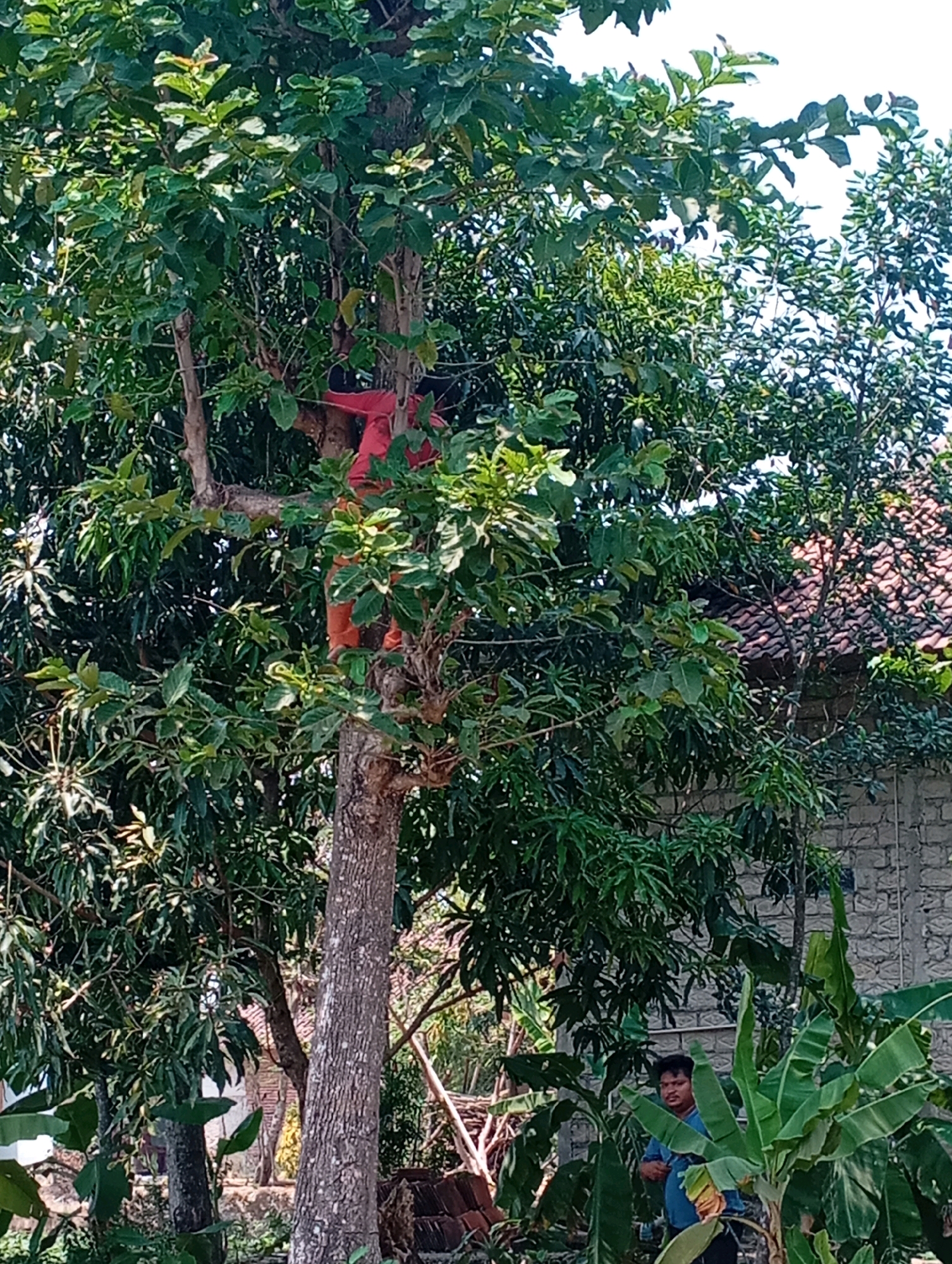 In Kecamatan Haurgeulis, Indonesia, a person wearing a red shirt and orange pants is climbing a tree amidst dense foliage. The tree has a thick, rough trunk and branches covered in green leaves. In the background, a building with a red tiled roof and a brick wall is visible. To the right of the tree, a man in a blue shirt stands near a banana plant. The scene is outdoors, with daylight casting shadows.