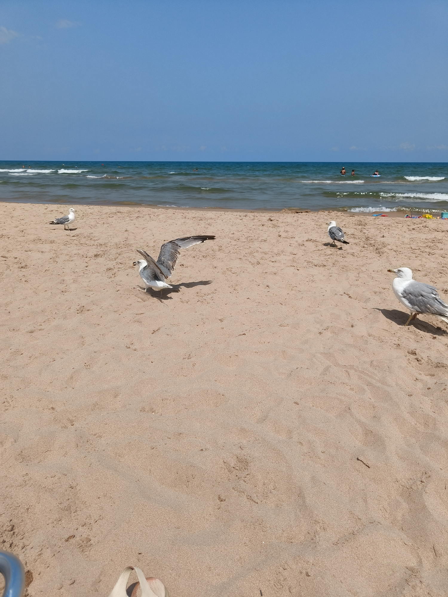 The image depicts a sandy beach scene with a calm sea under a clear blue sky. Four seagulls are visible on the sand. One seagull in the foreground is facing left with its wings partially spread. Another seagull is further back, to the left of the first, and appears to be walking. A third seagull is in the middle ground, facing right and slightly towards the sea. The fourth seagull is on the far right, facing left and away from the camera. In the background, several people are visible in the shallow water, some swimming and others wading. The sand is light brown and appears smooth with some subtle ripples. The sea is a deep blue with gentle waves breaking on the shore. There are a few small, colorful objects, possibly children's toys, visible on the sand in the far background.